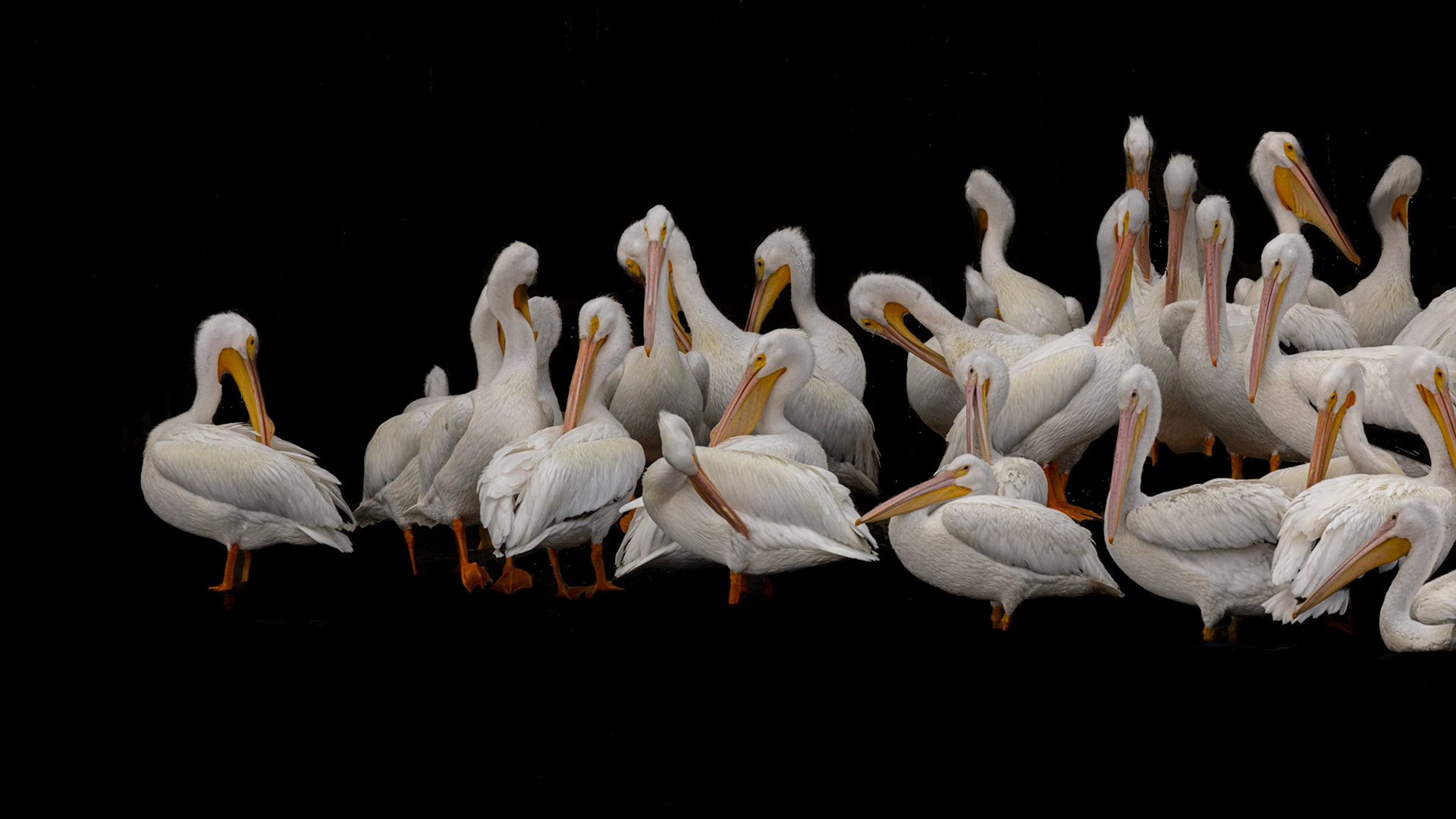 The Squadron - Accepted into show