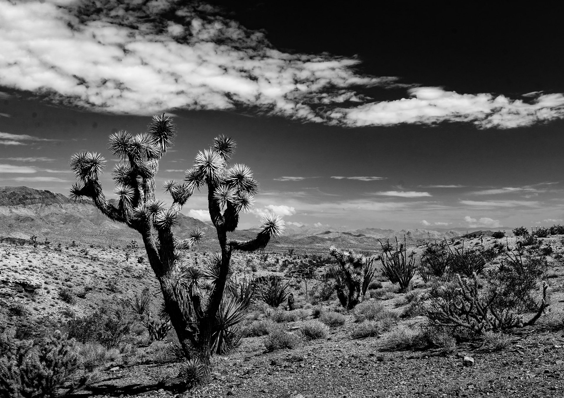Harsh landscapes abound in western USA. Yosemite National Park and the Mojave Desert are two of my favorites #blackandwhite #landscapes