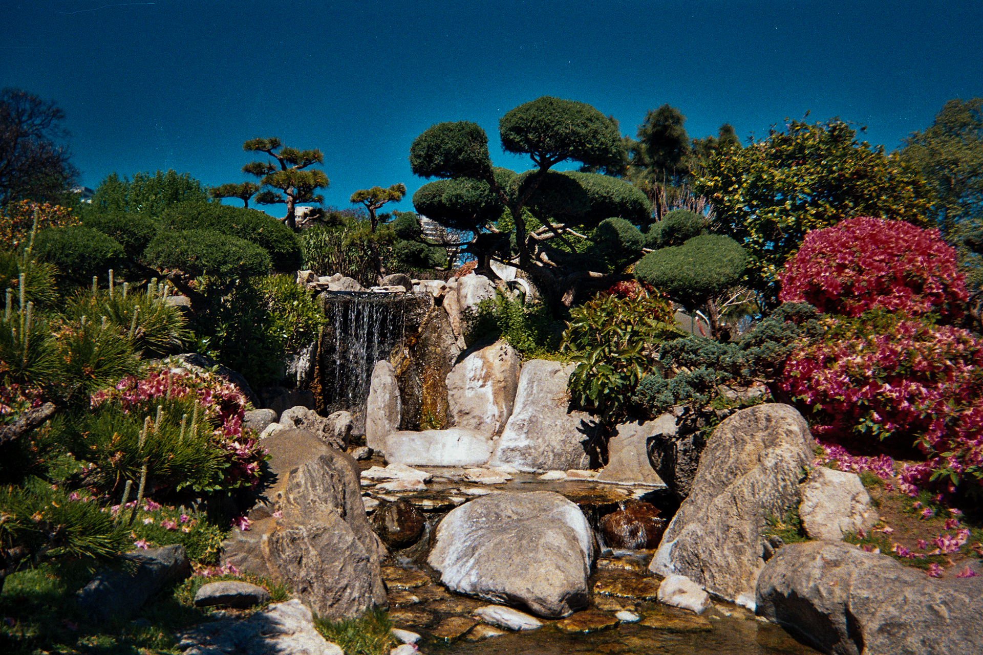 Jardín japonés 2021