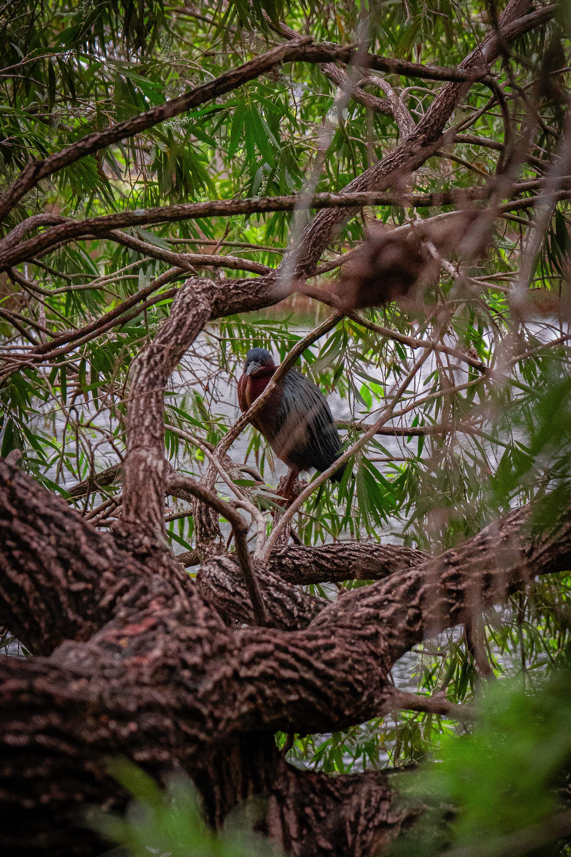 70 mm  f/5.6  1/1250 sec  ISO 10000