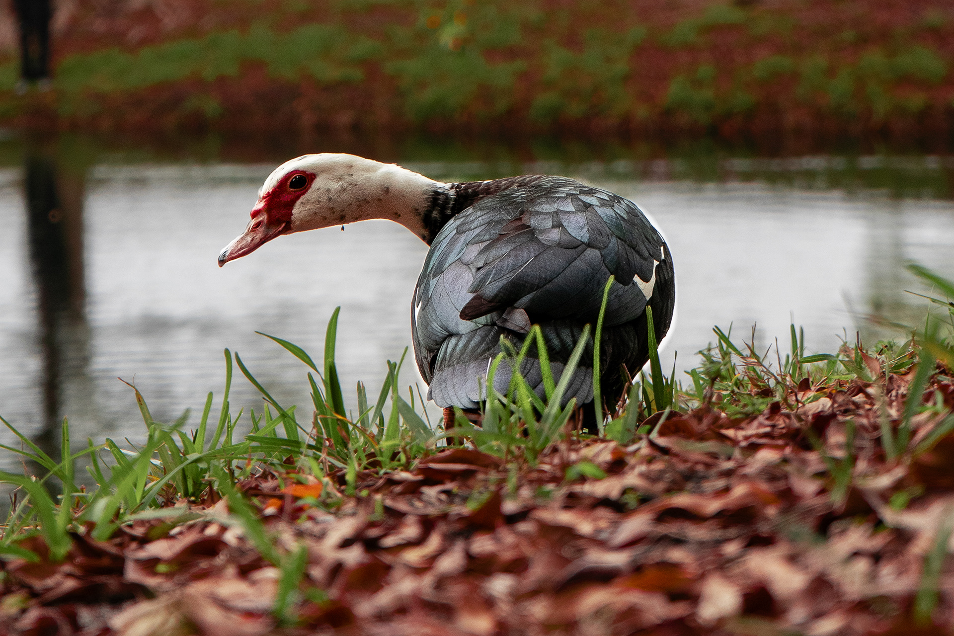 63 mm  f/5.6  1/800 sec  ISO 1250