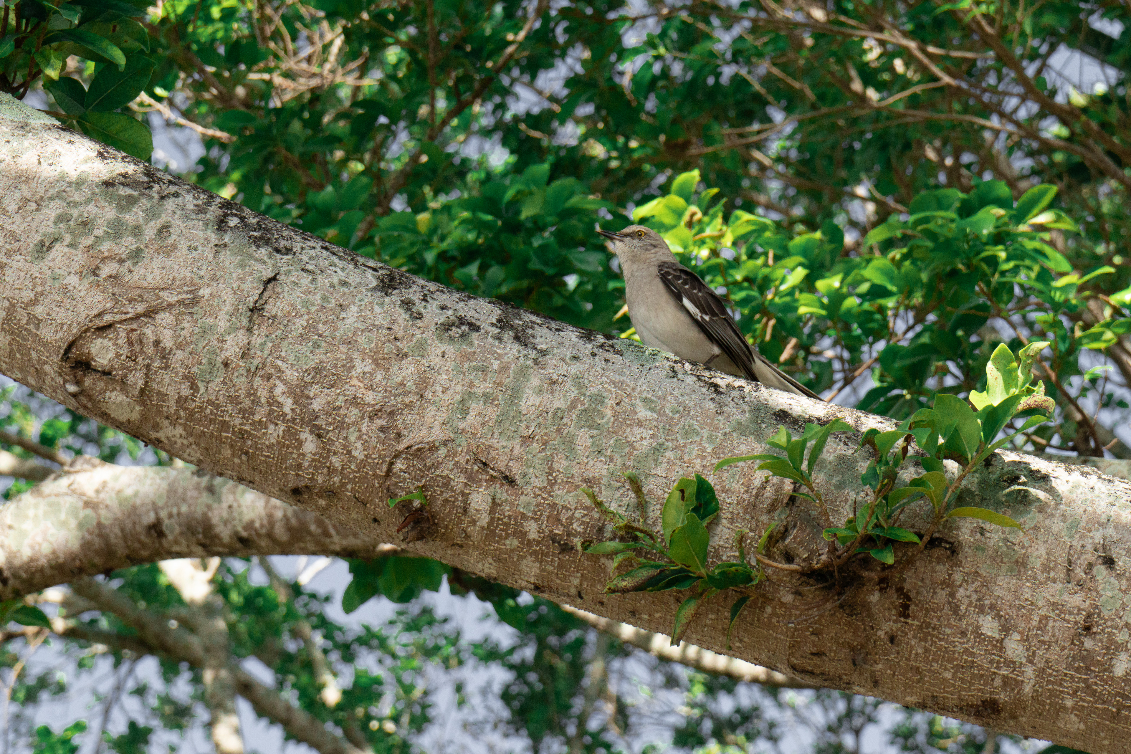 70mm f/10 1/1250 sec ISO 2500