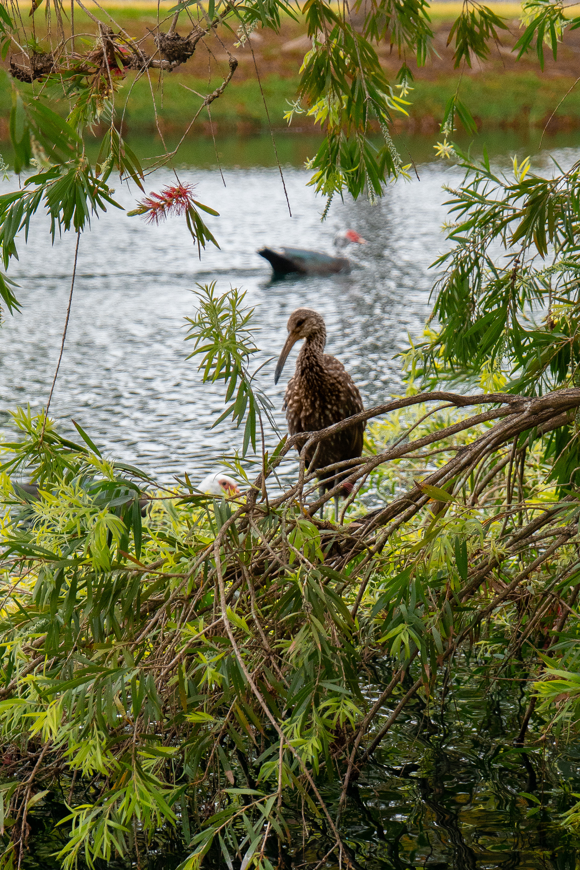 70 mm  f/5.6  1/800 sec  ISO 2500