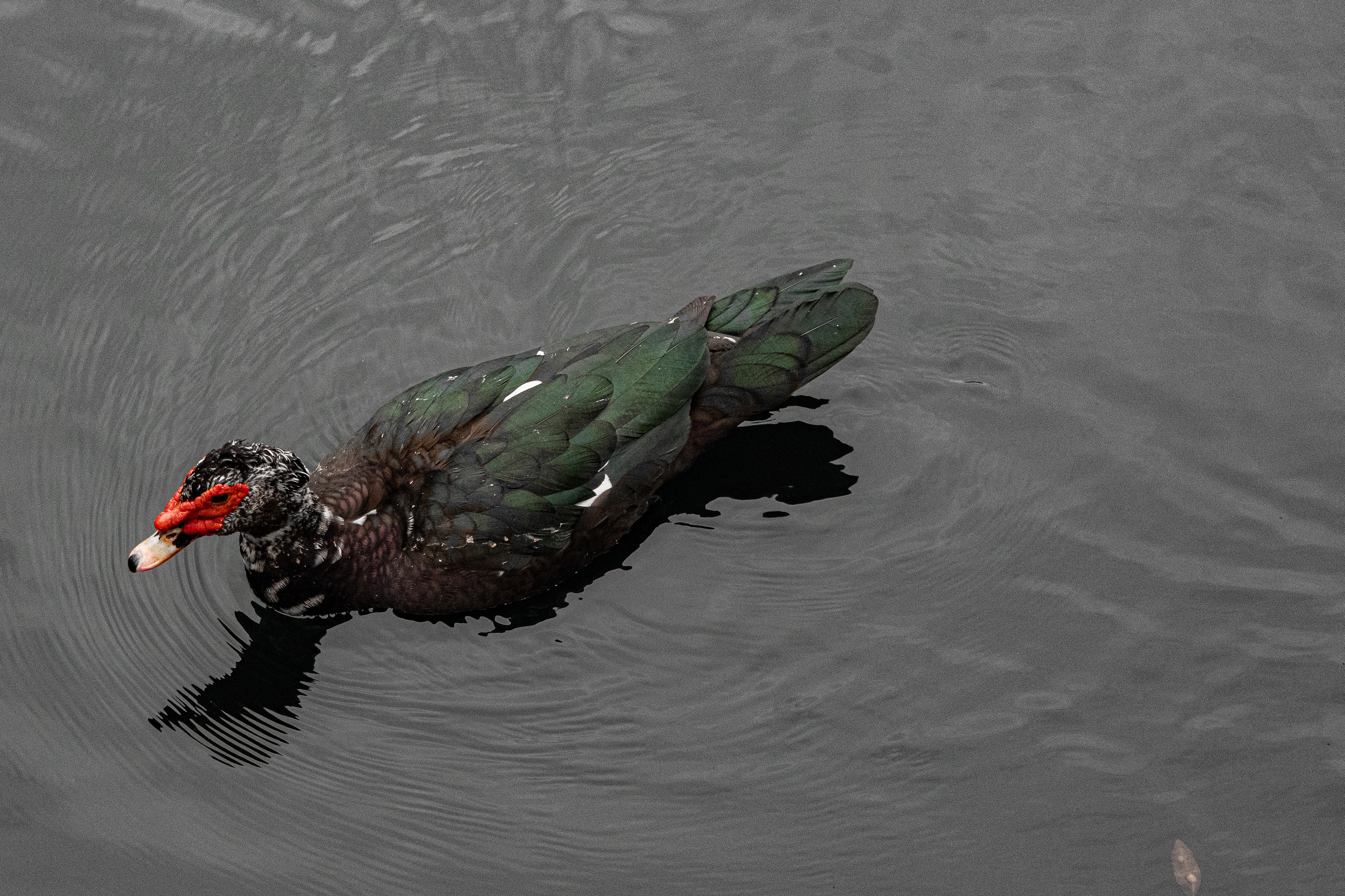 70 mm  f/5.6  1/2500 sec ISO 10000  