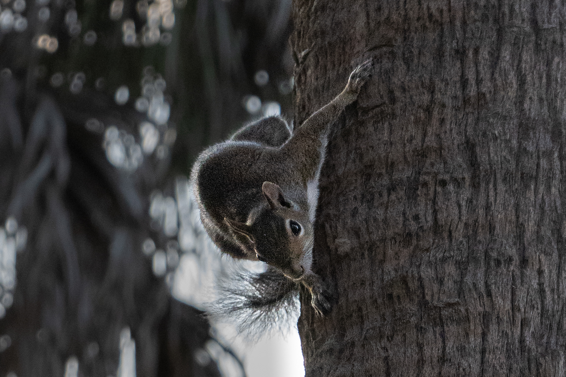68 mm  f/5.6  1/2500 sec  ISO 10000