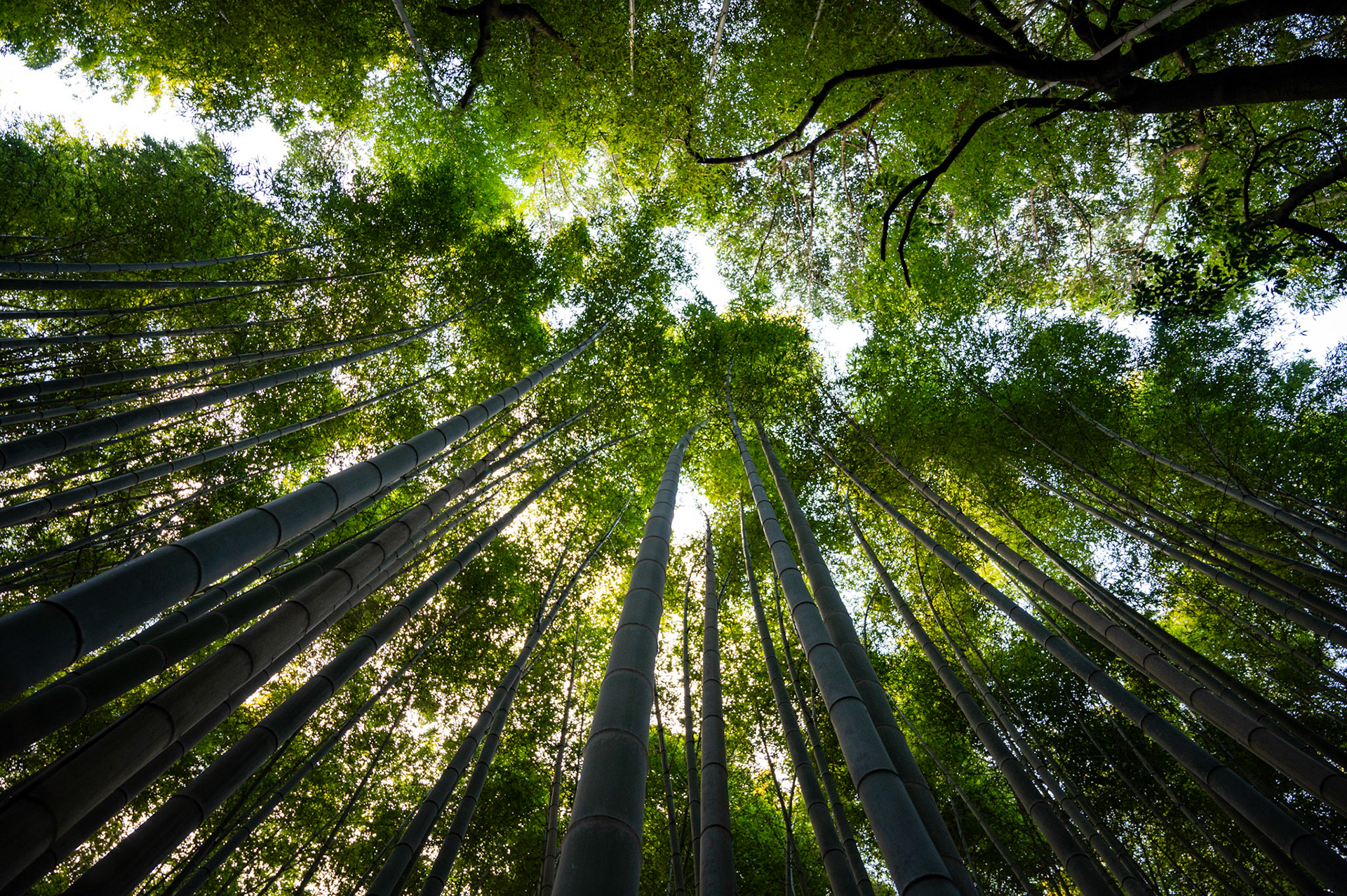 Japan - Arashiama