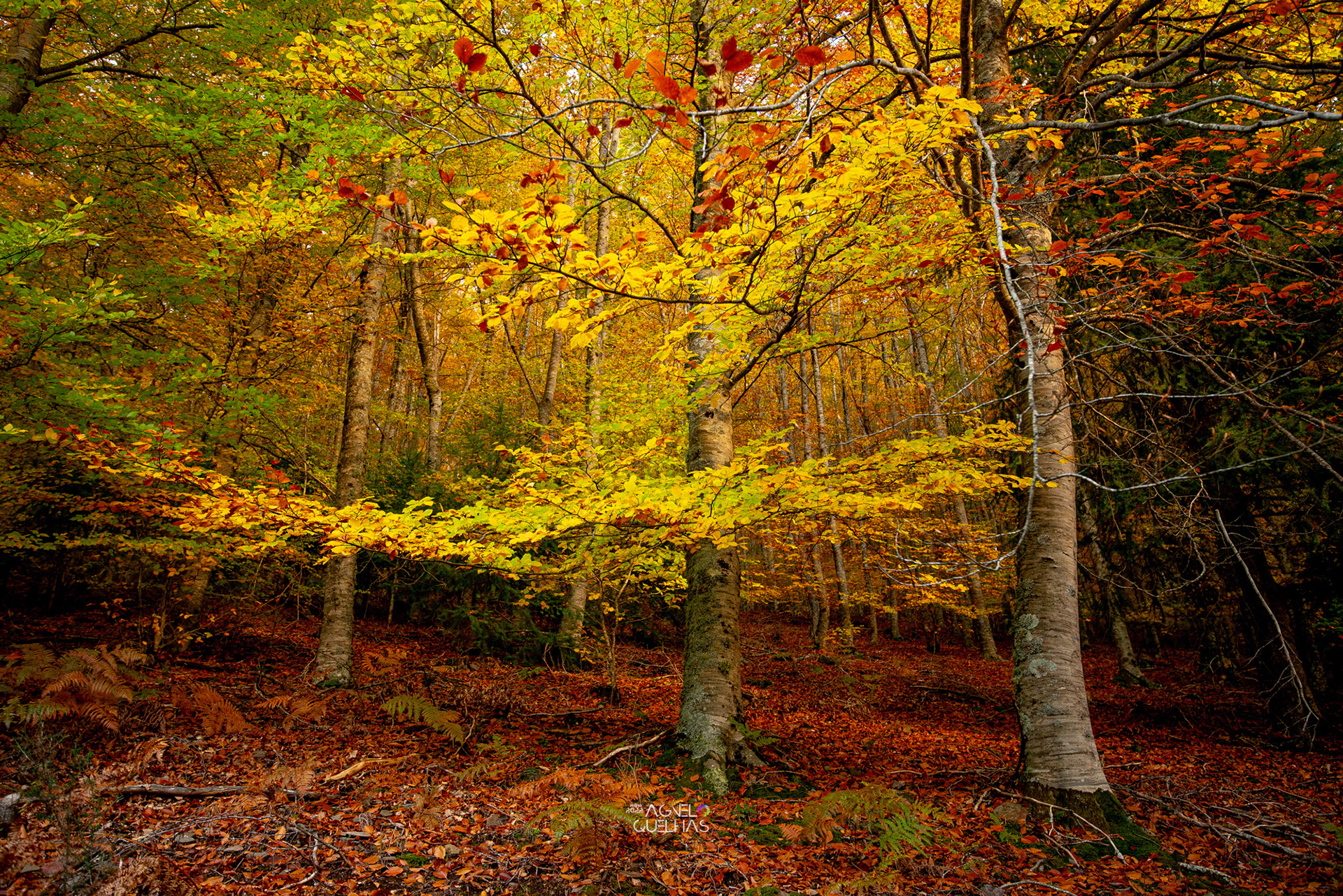 Portugal - Serra da Estrela Natural Park