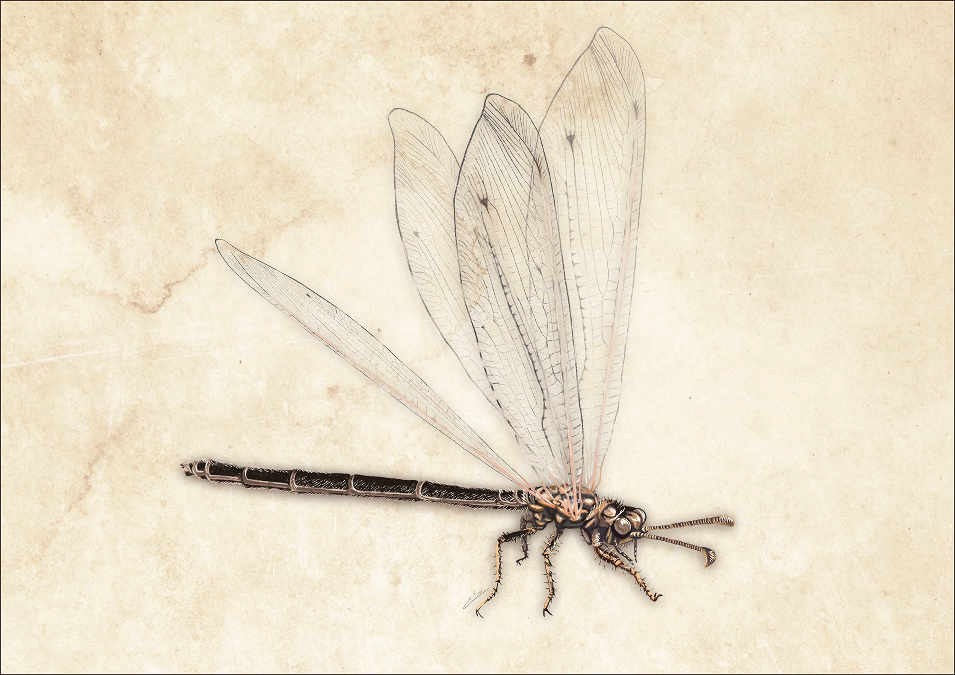 Creoleon lugdunensis