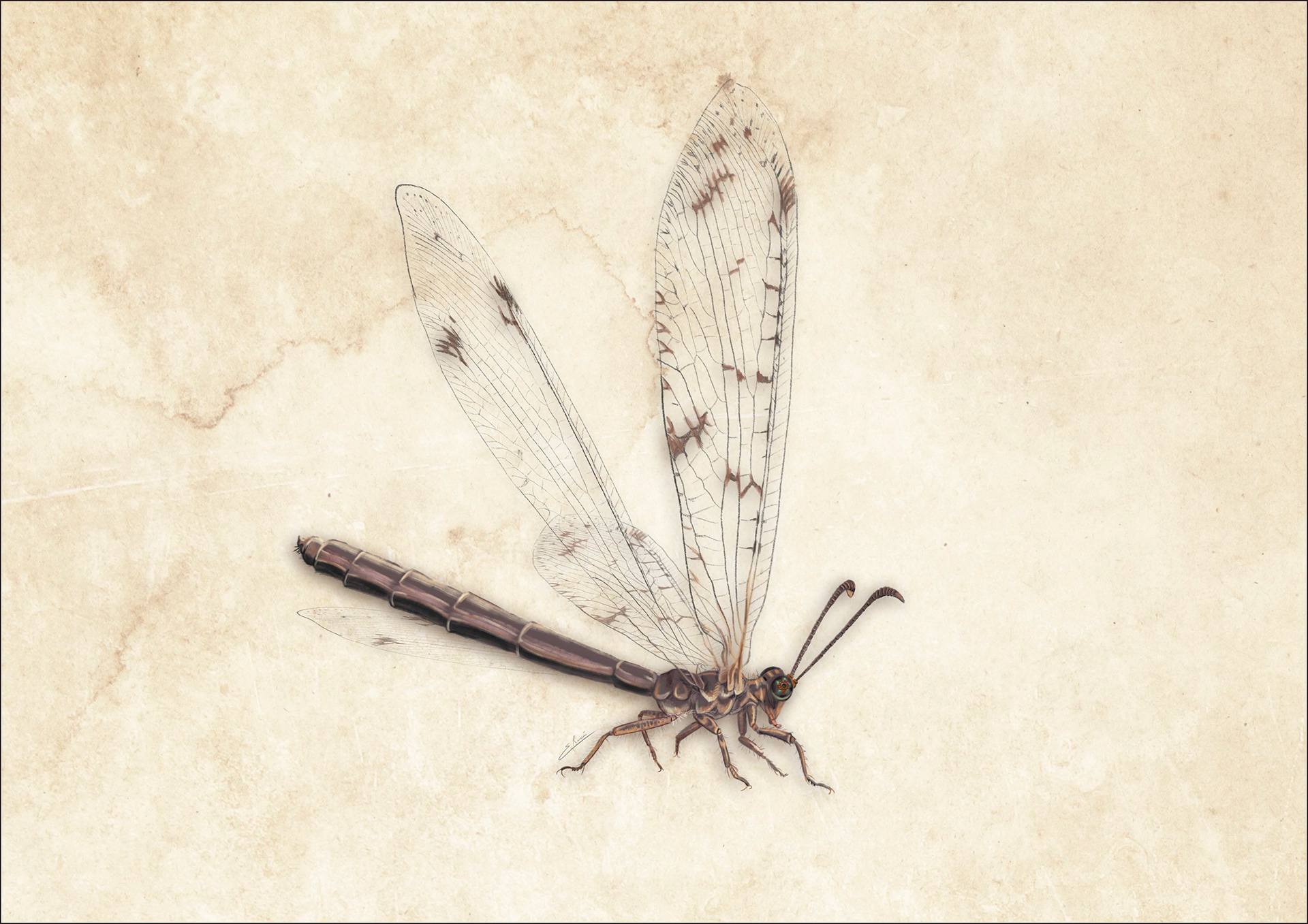 Distoleon tetragrammicus