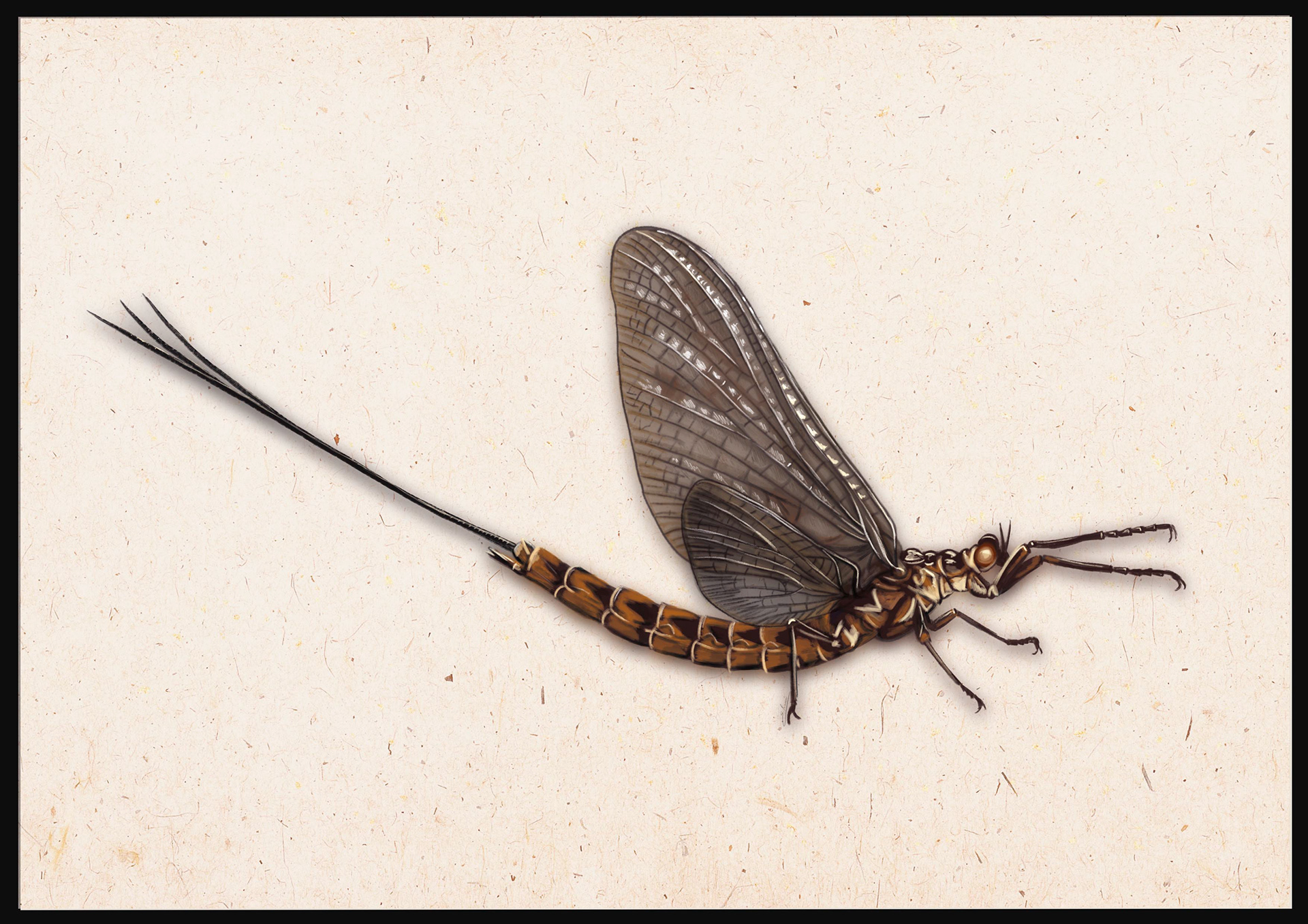 Ephemera vulgata