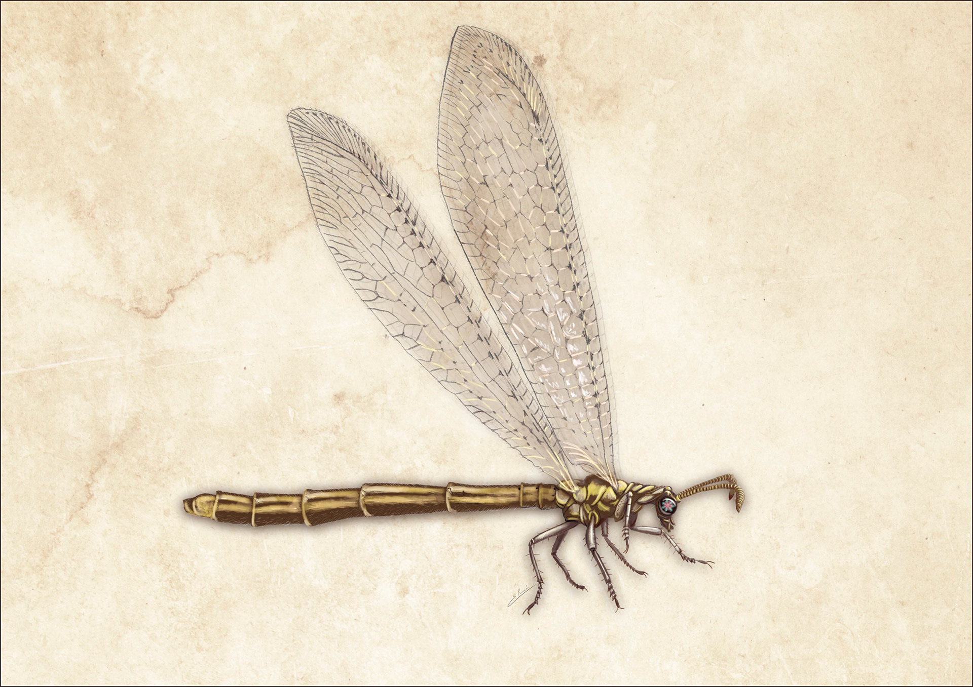Macronemurus apendiculatus