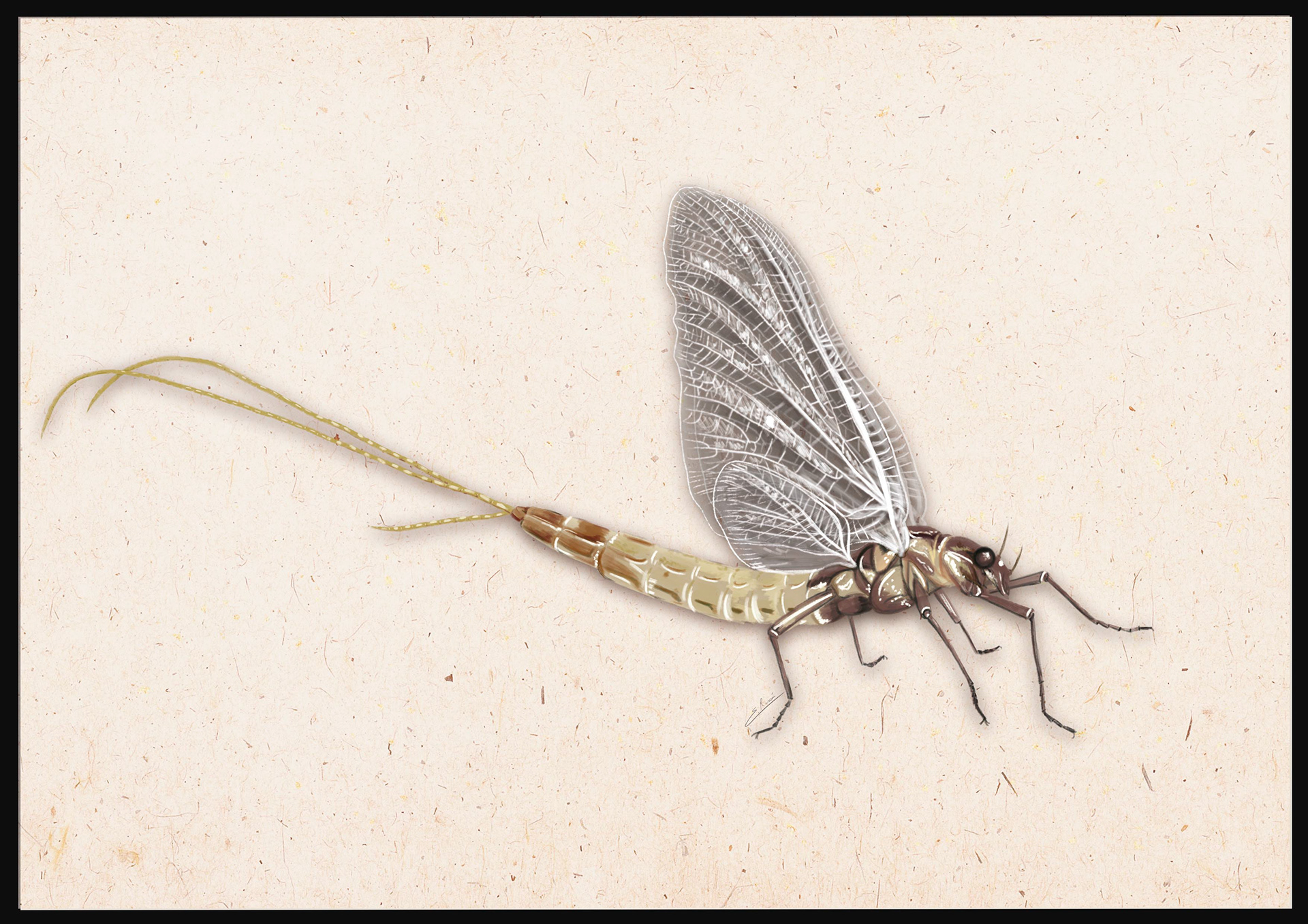 Ephoron virgo