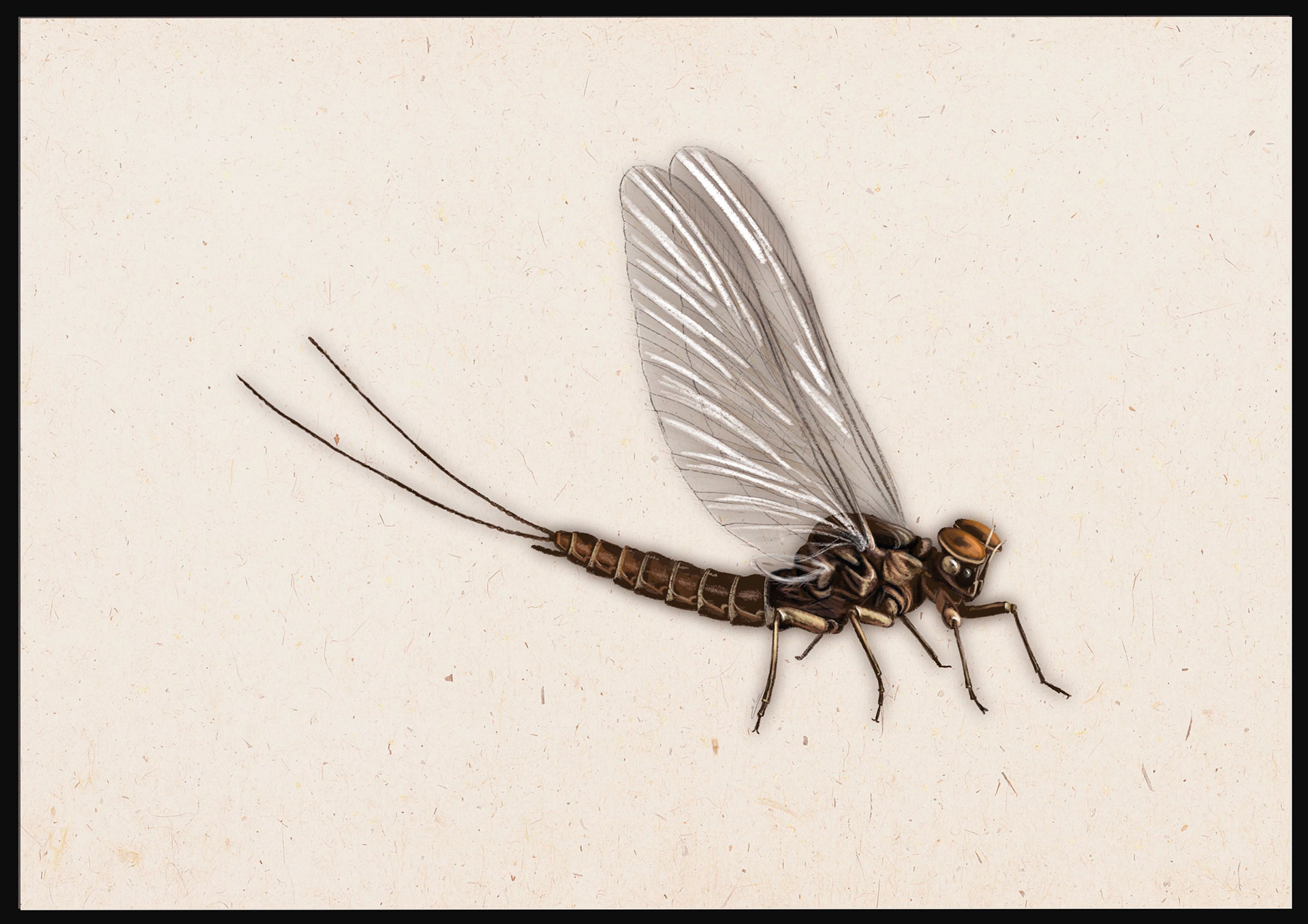 Baetis Rhodani