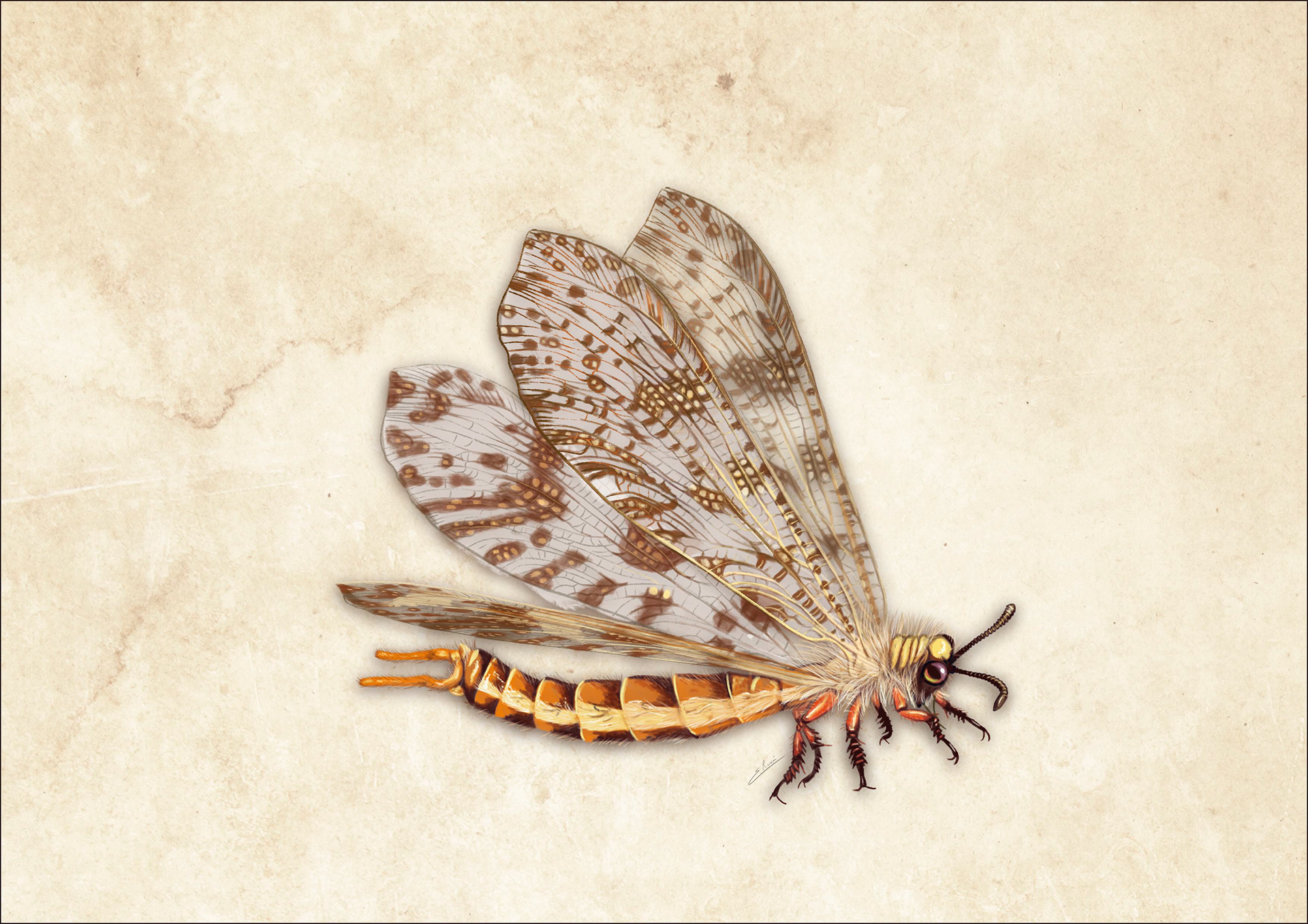 Palpares hispanus