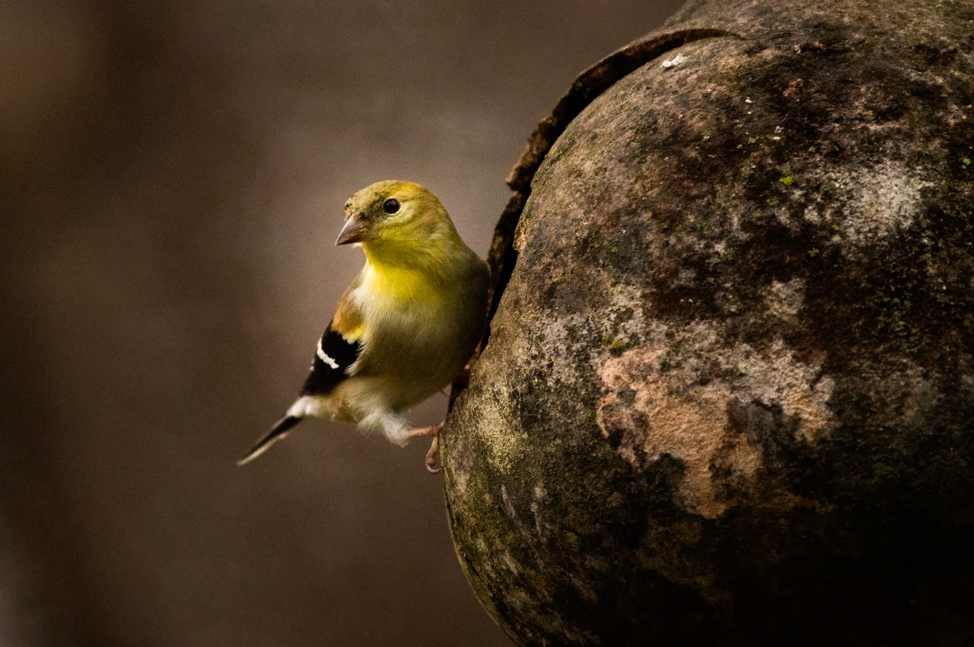 Goldfinch at gourd feeder