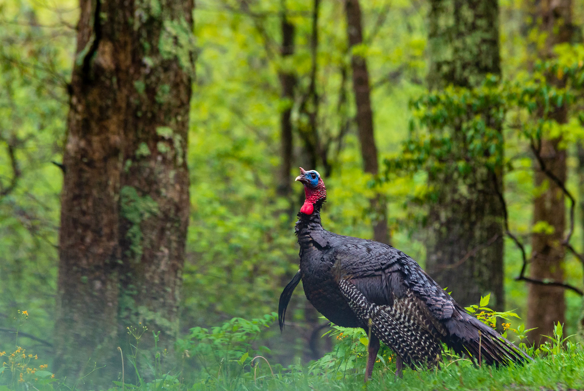 Shenandoah National Park Gobbler