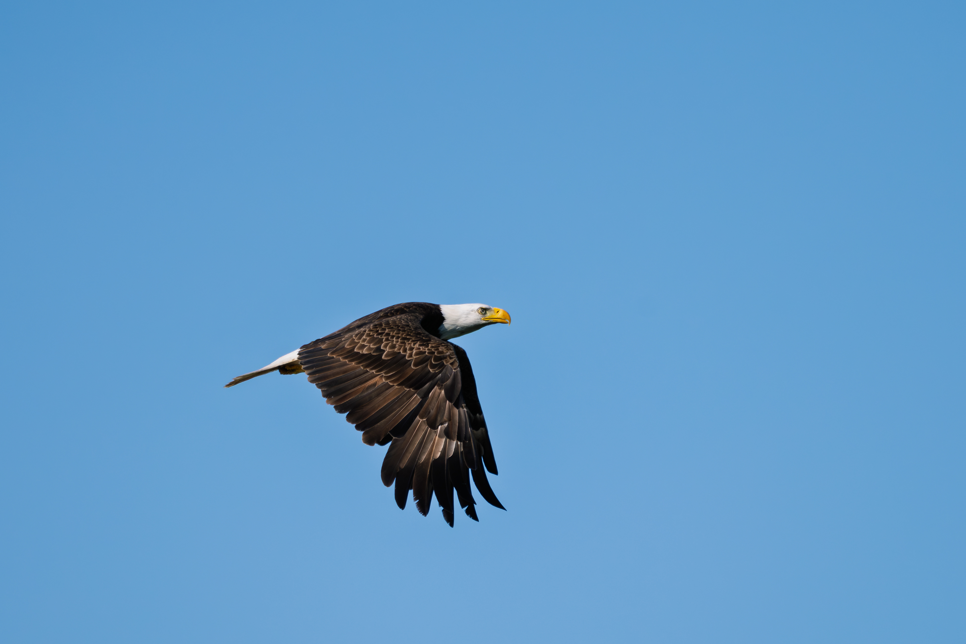 Bald Eagle, Pandapas Pond