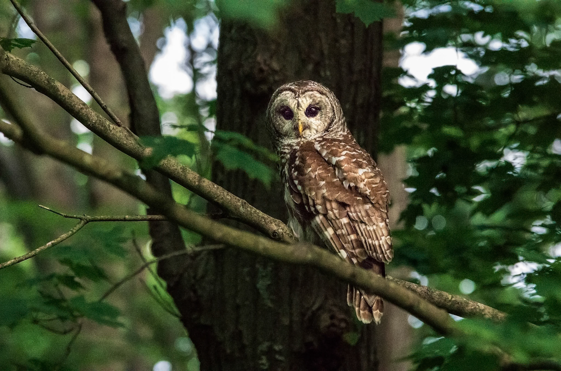 Shenandoah National Park Barred Owl