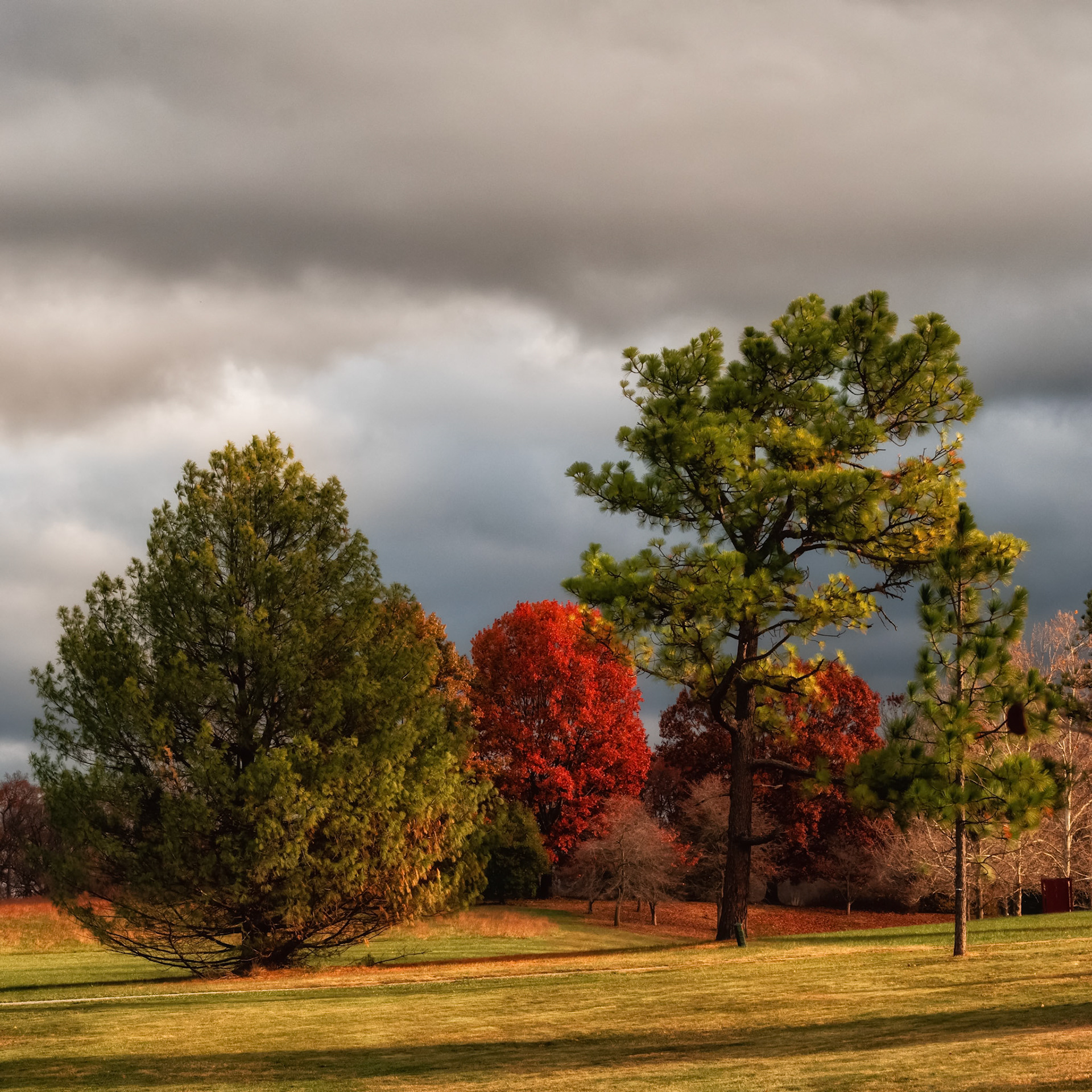 Red Maple at sunrise, Blandy Farm