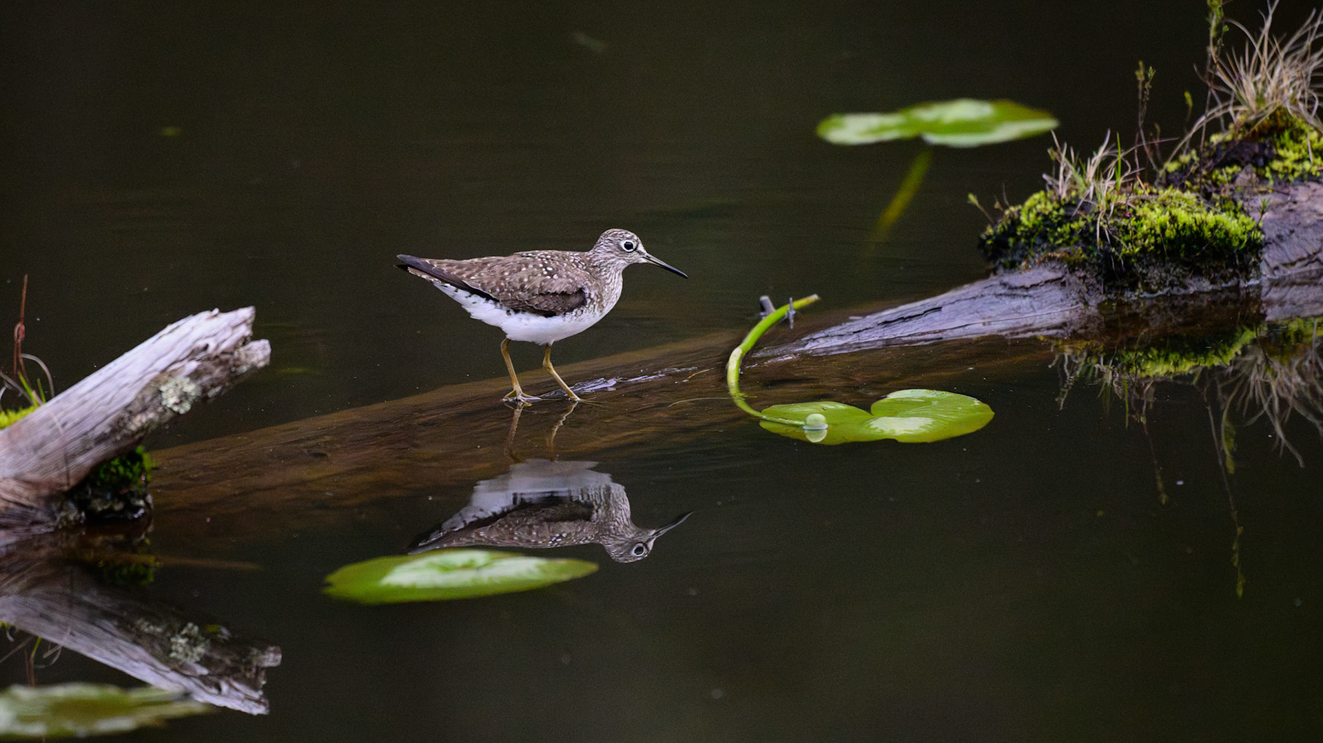 Solitary Sandpiper wading at Glen Alton