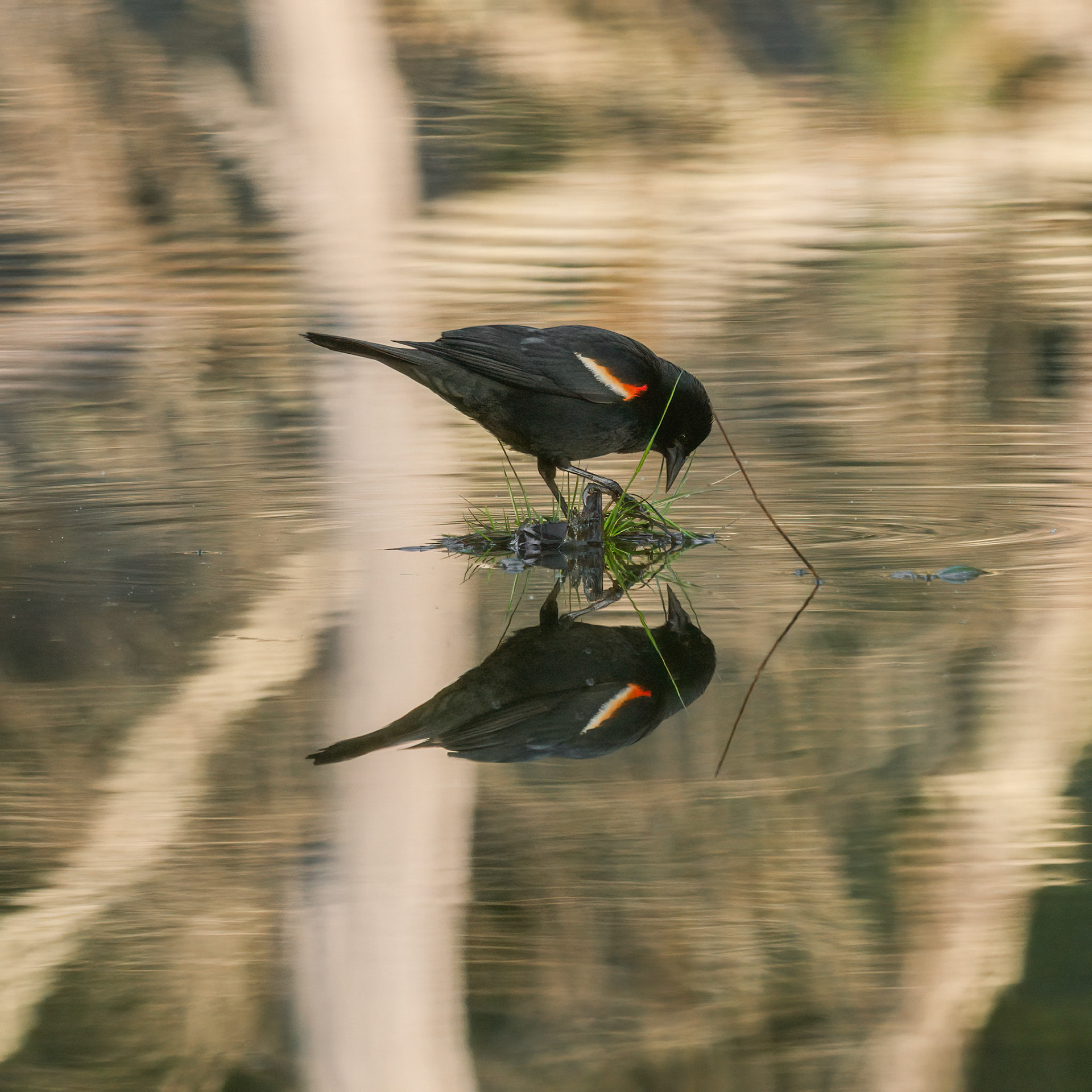 Redwing Blackbird striking a pose II