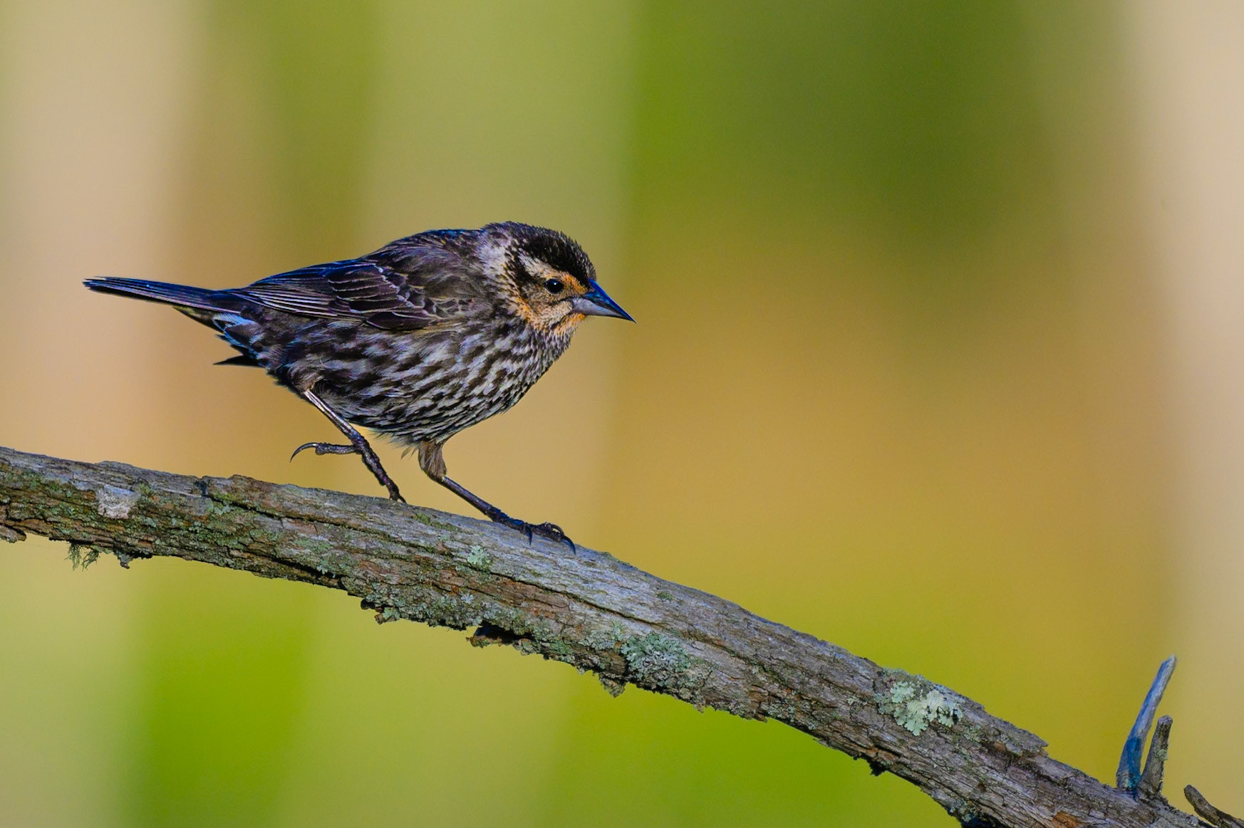 Red winged blackbird female