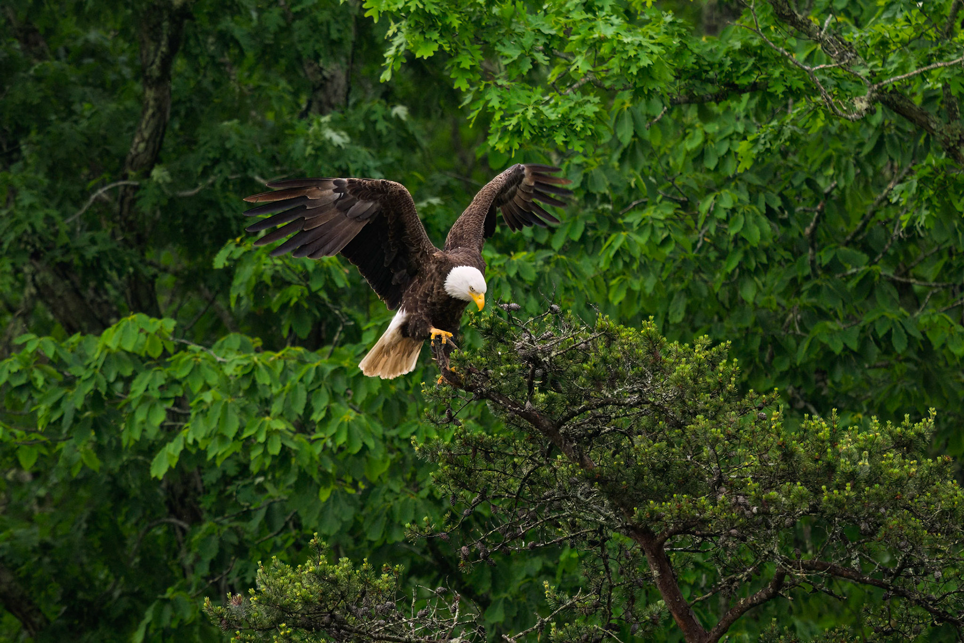Bald Eagle landing Pandapas Pond