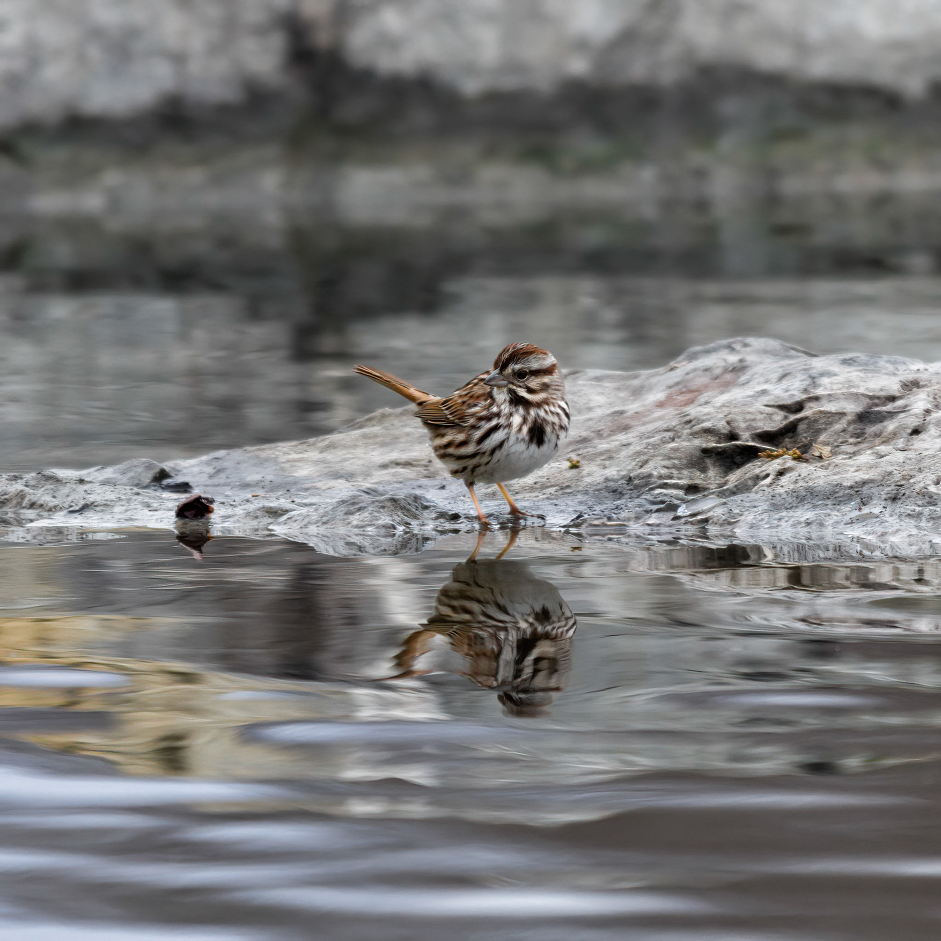 Song Sparrow Vet Pond