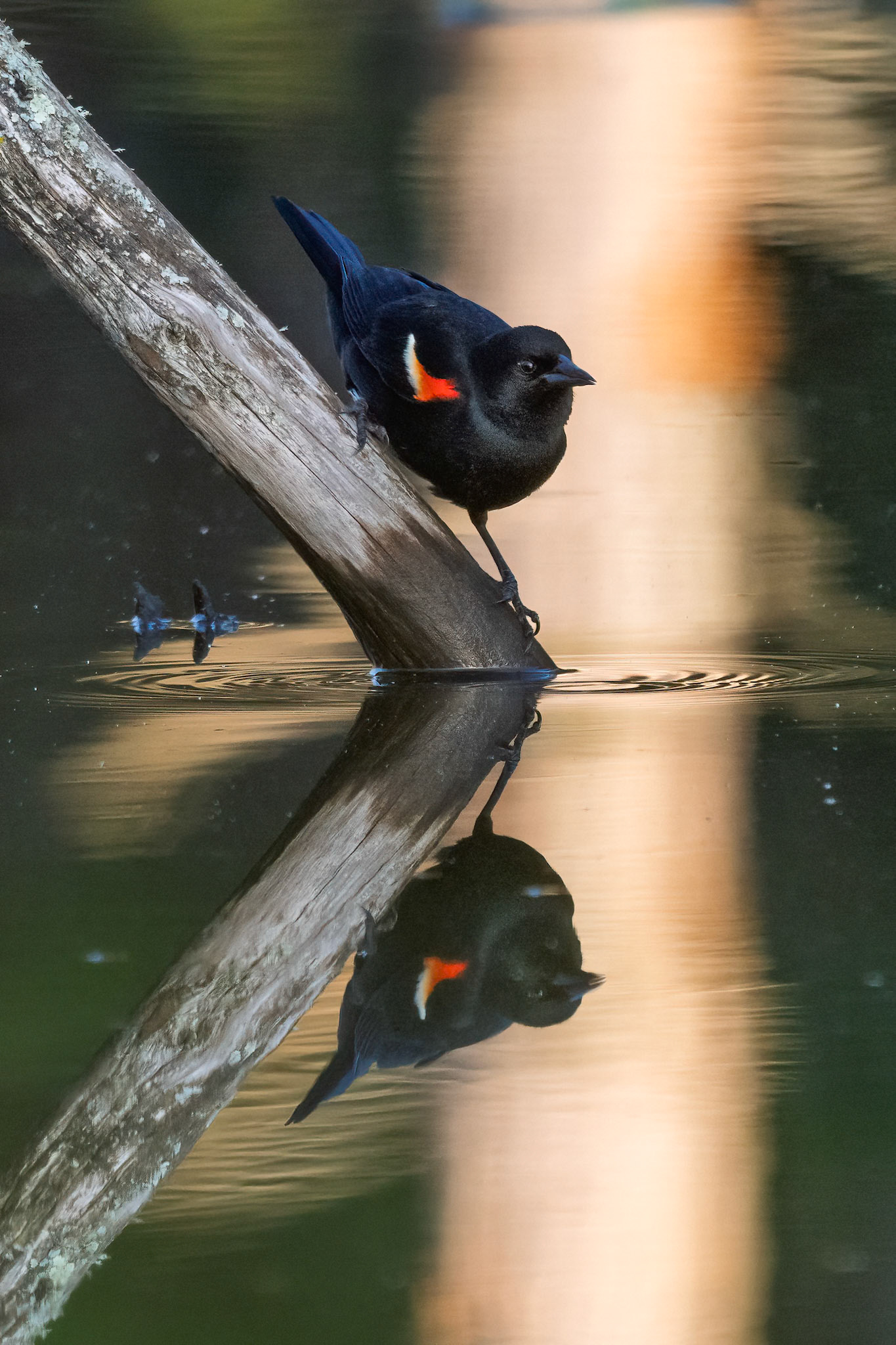 Redwing Blackbird striking a pose