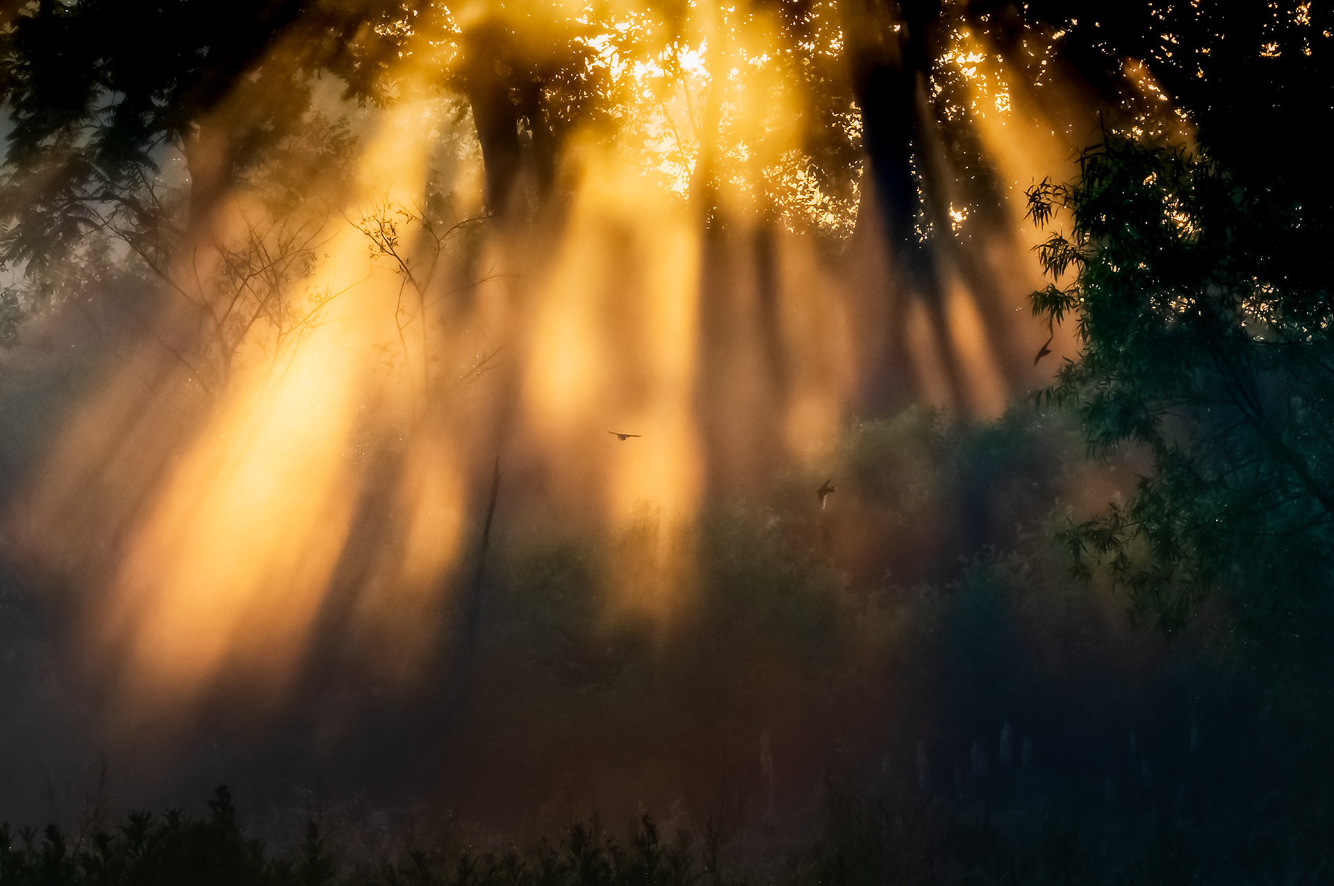 Sunrise mist at Blandy Farm