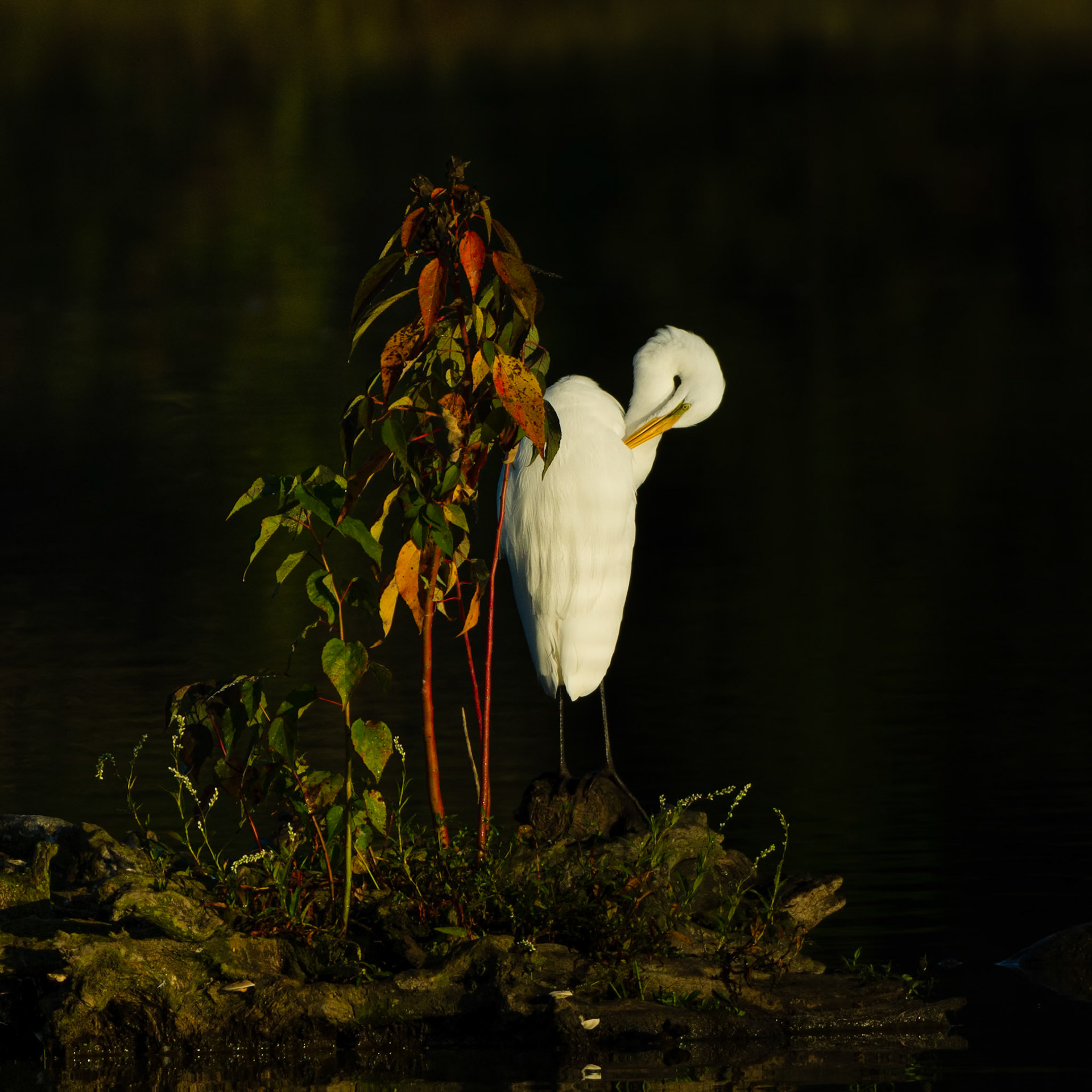 Egret at Huntley Meadows