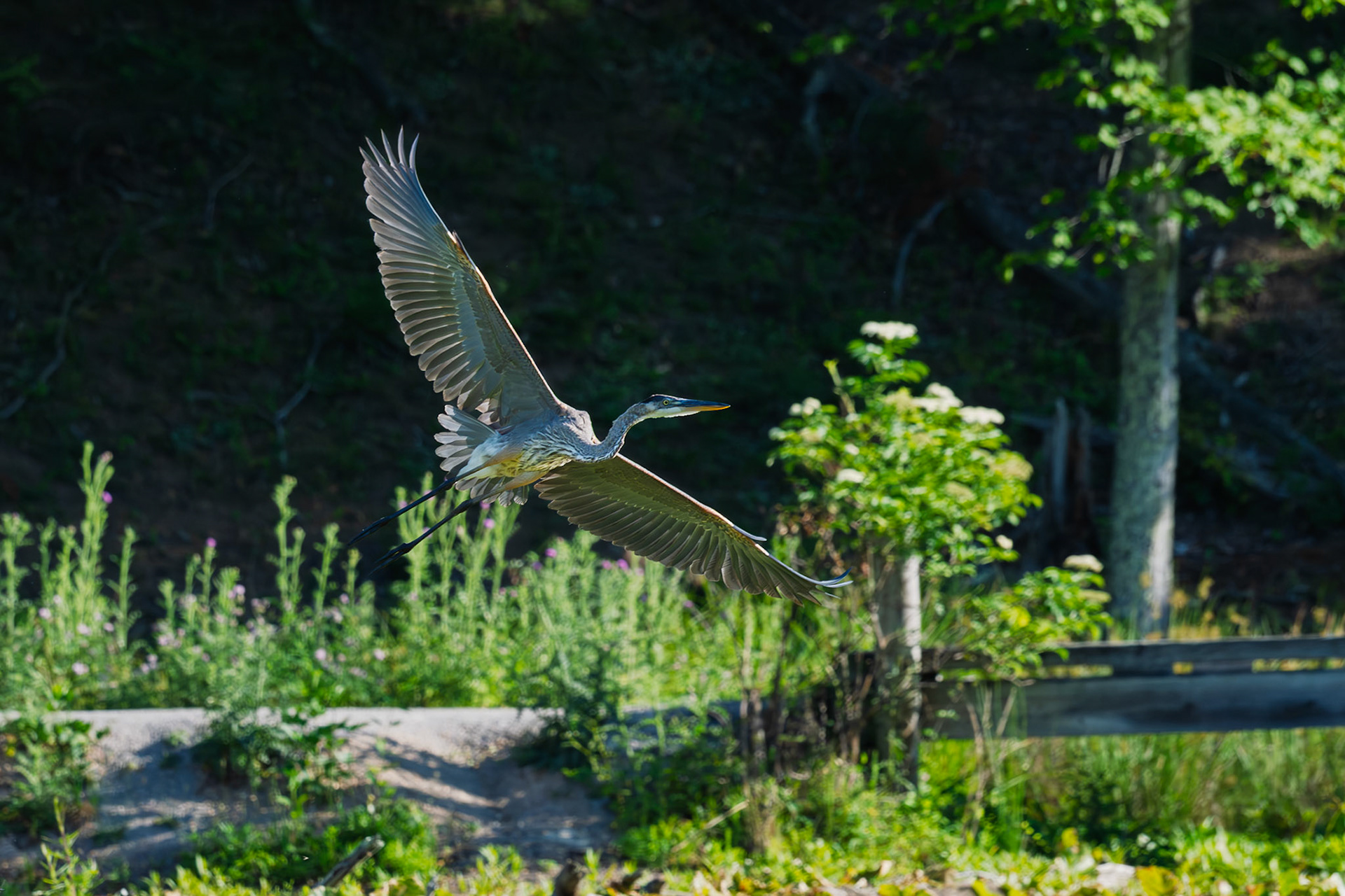 Heron taking off from upper pond at Pandapas,