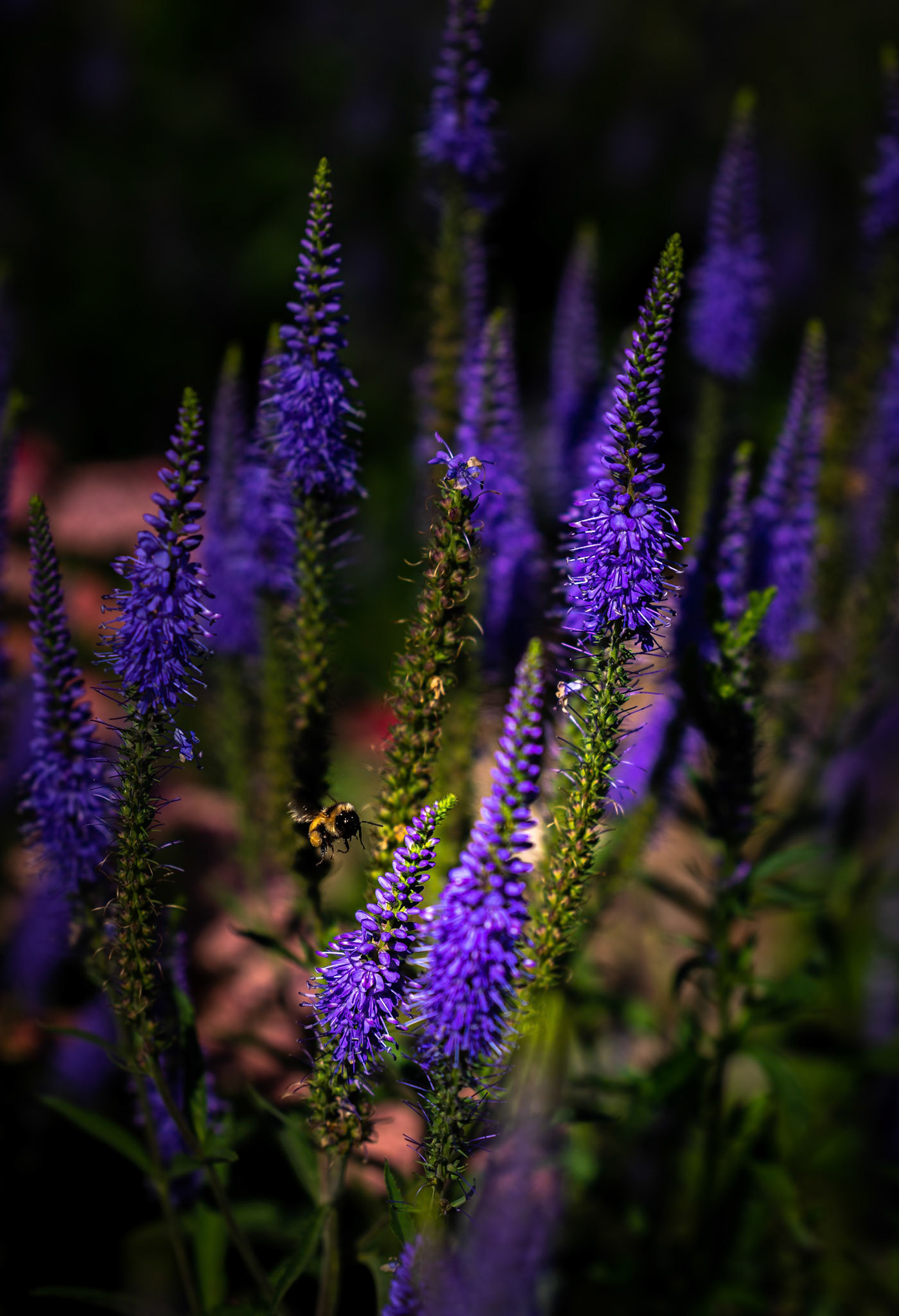 Visiting the Flowers