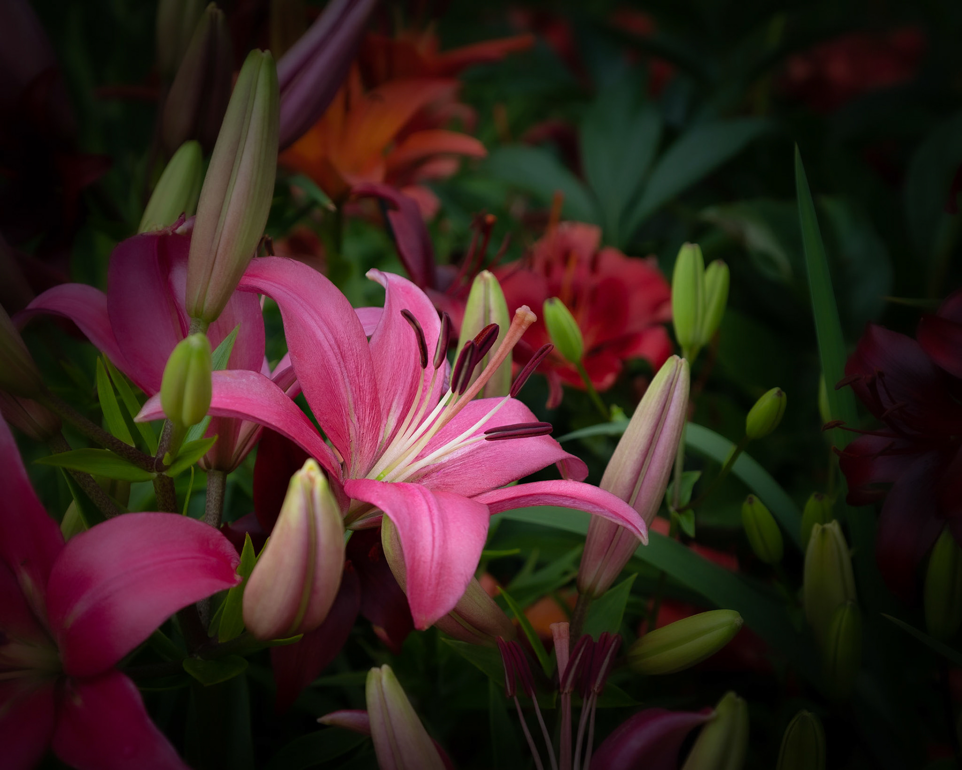 Pink Lily