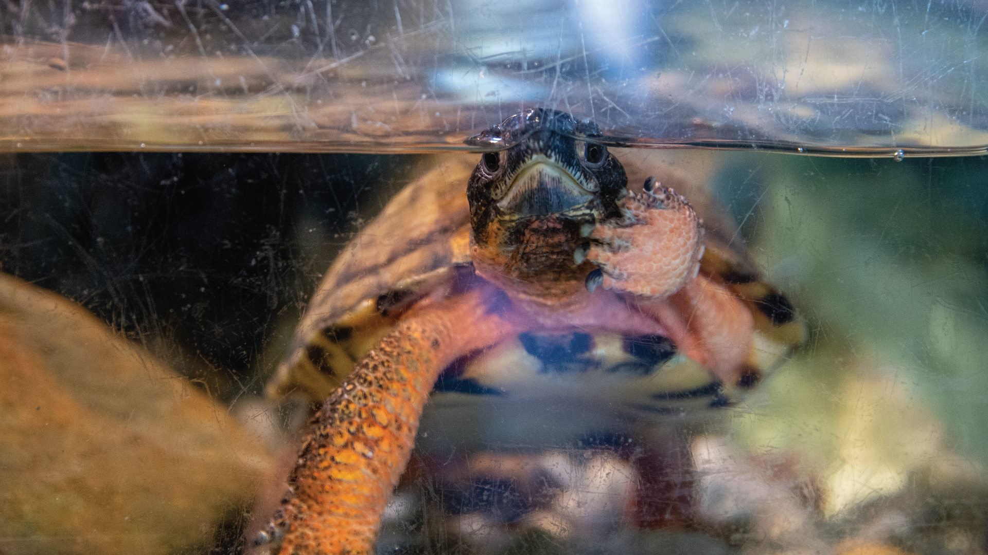 Wood turtle in its habitat photographed by me