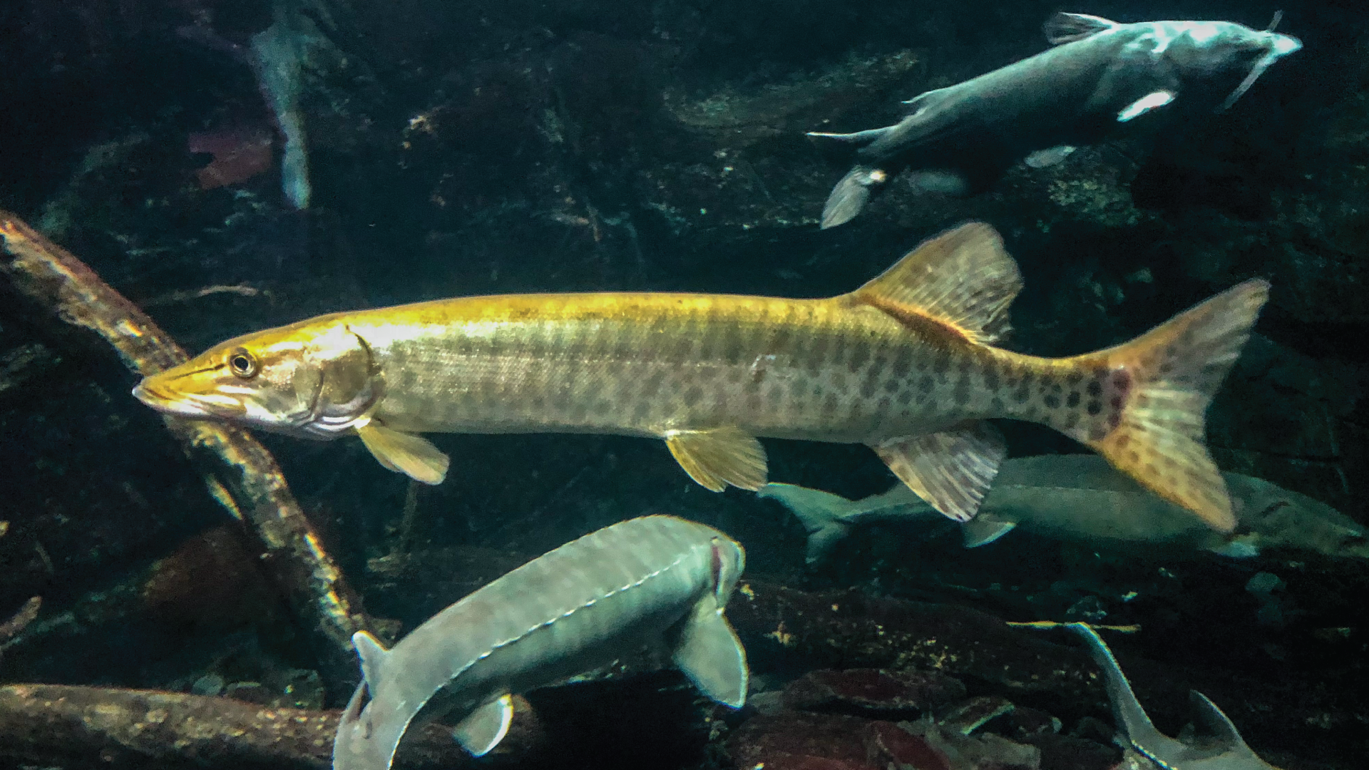 Muskie in the Into the Lake Tank photographed by me