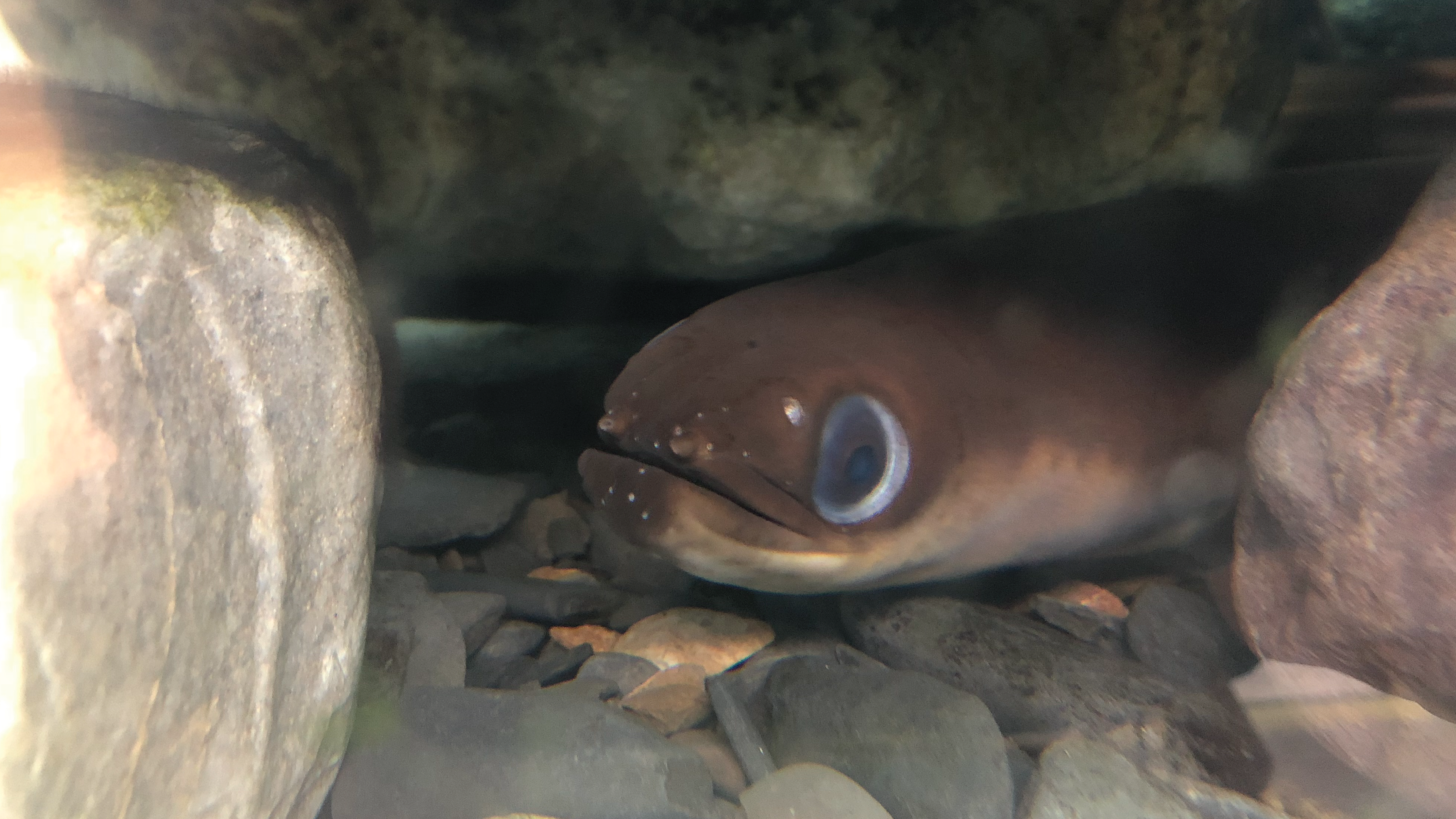American Eel in its habitat photographed by me