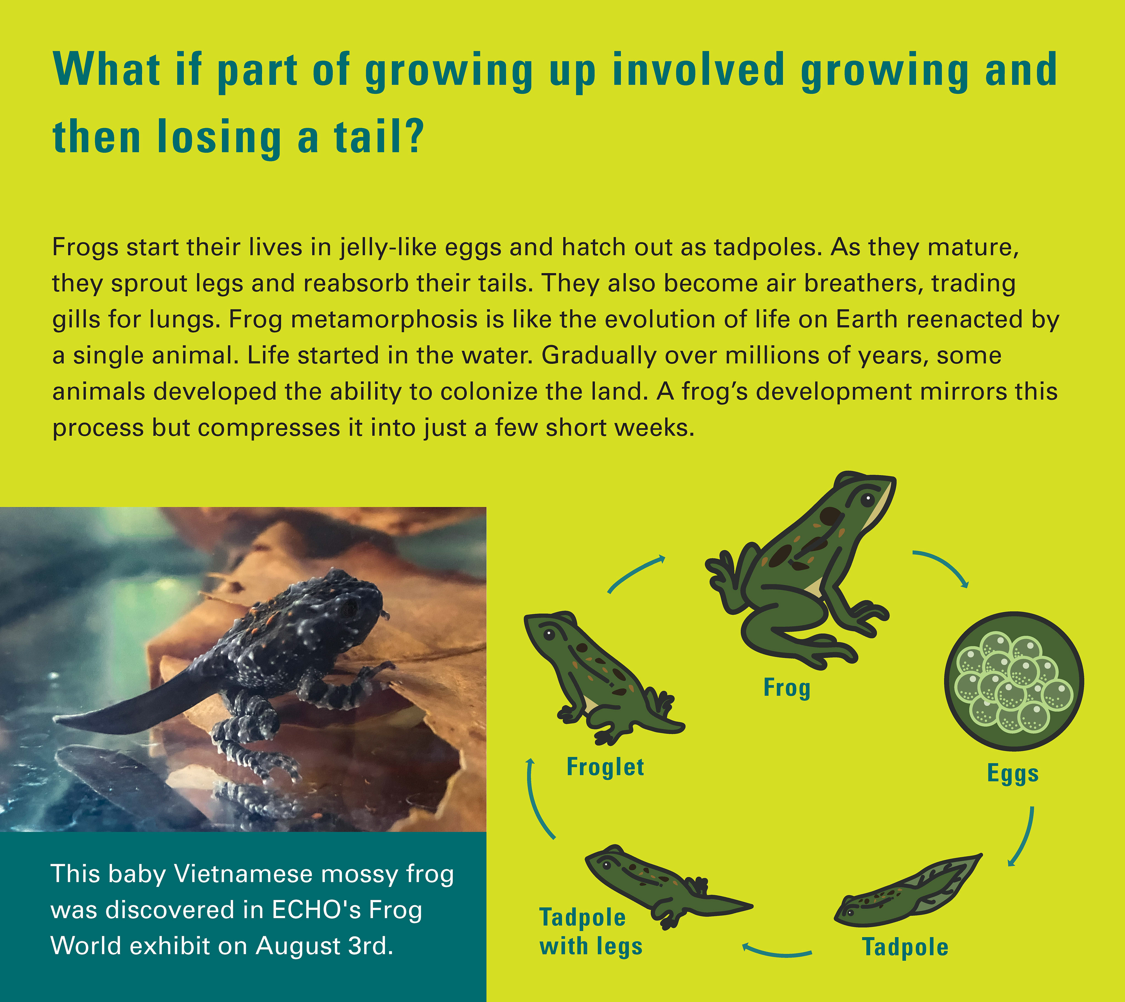 Exhibit signage for a new born tadpole explaining the metamorphosis of a Mossy Frog