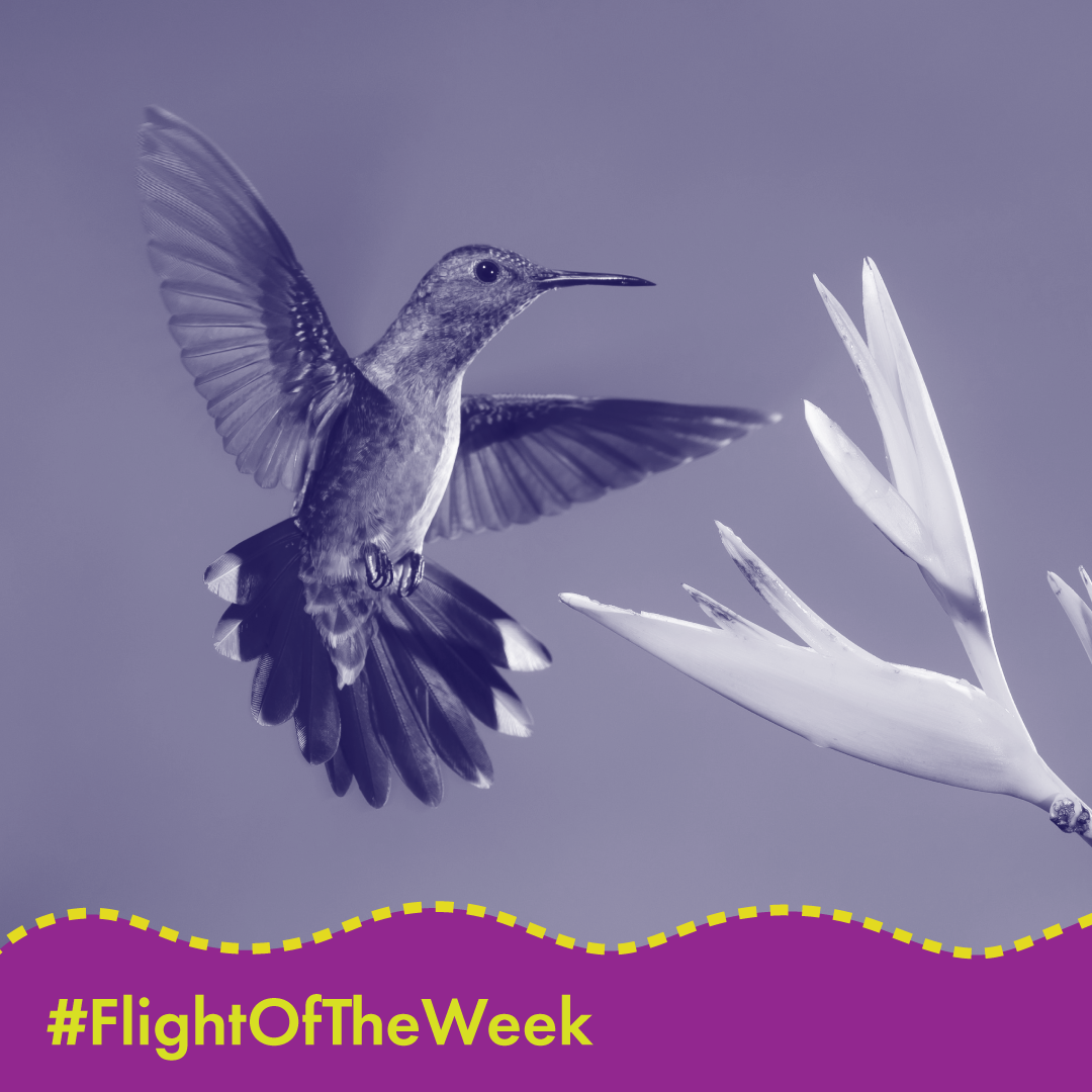 Social media design explaining hummingbird wings
