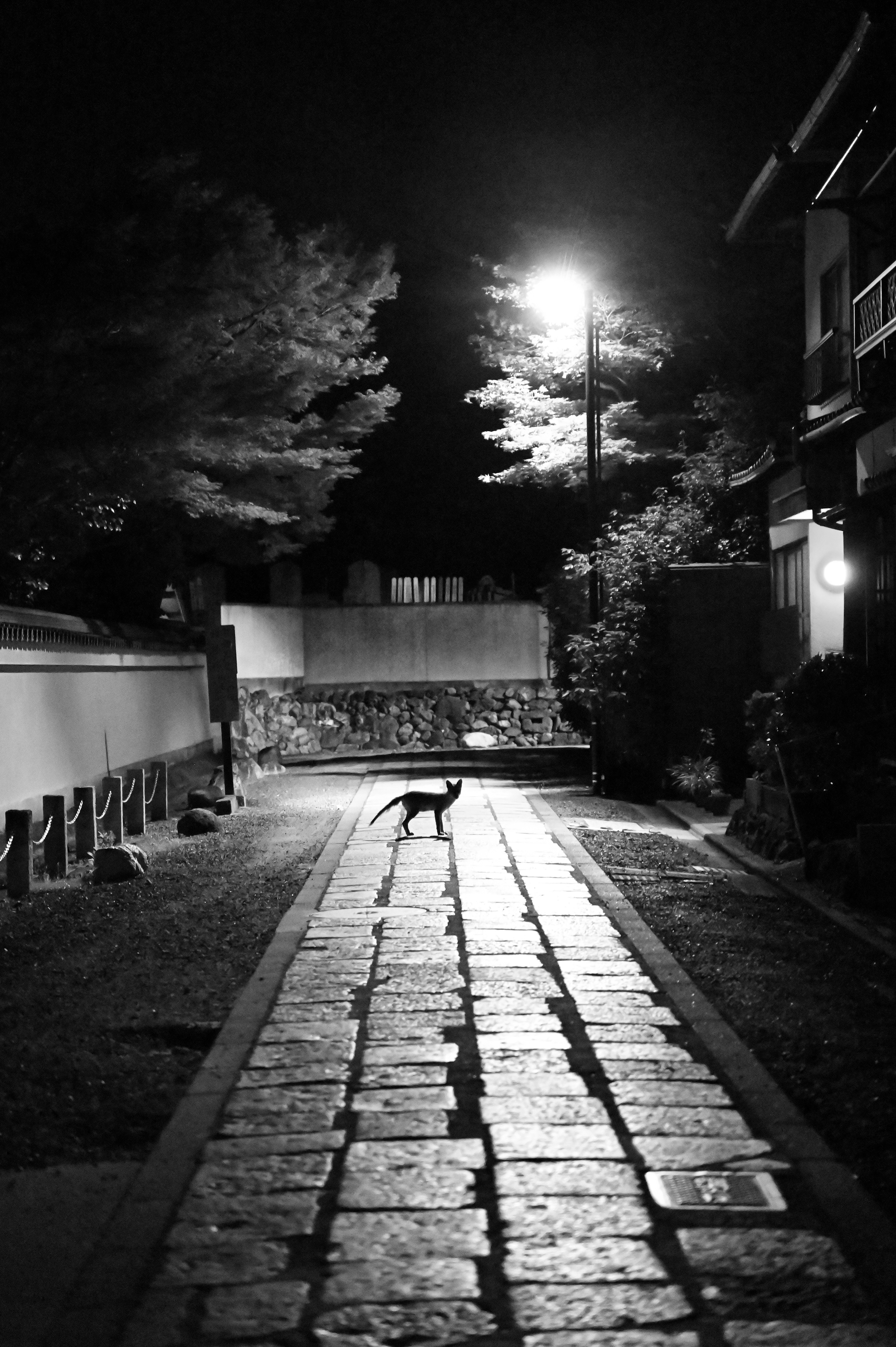 06/24/2023 Kyoto a cat