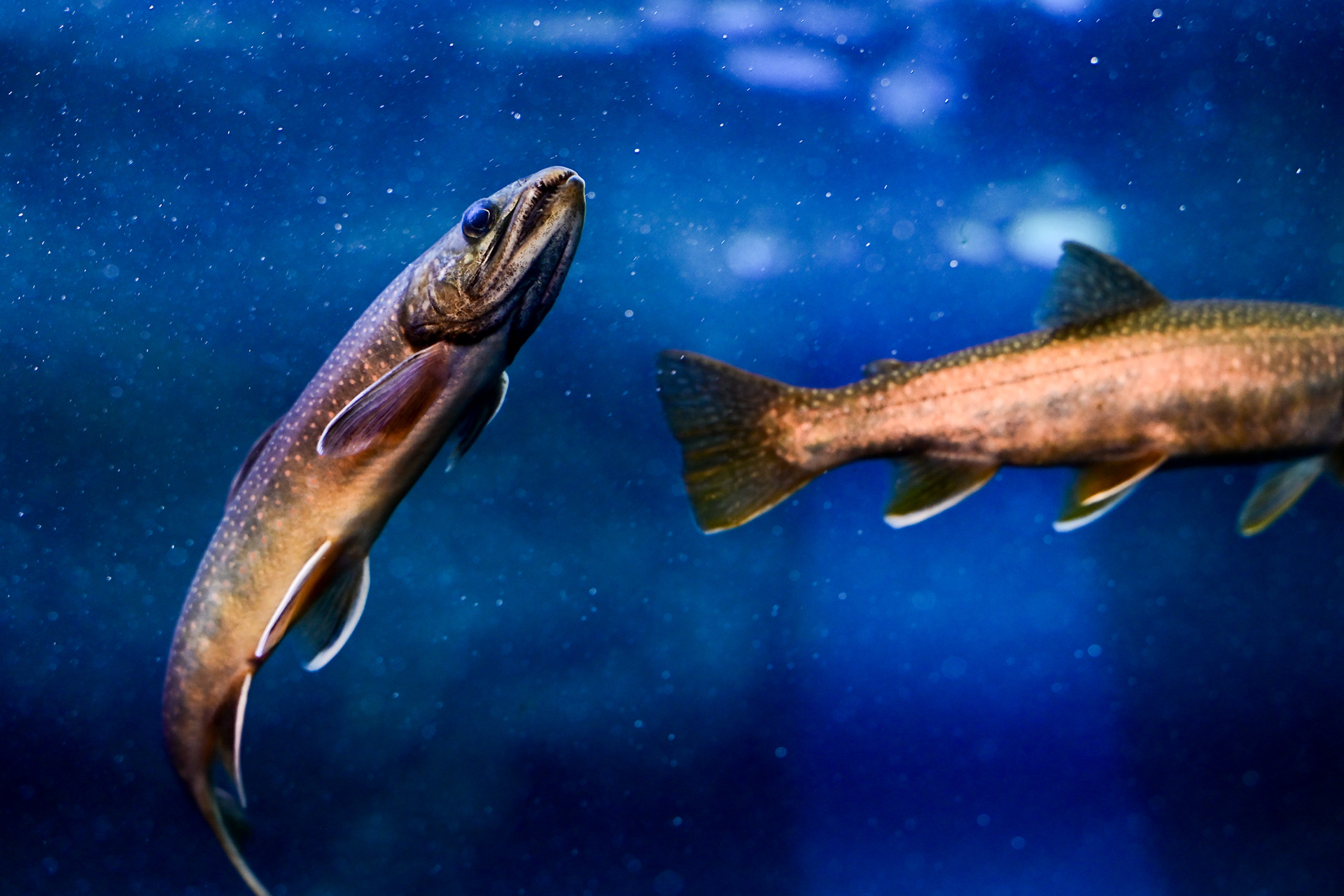 08/01/2023 Fish Life