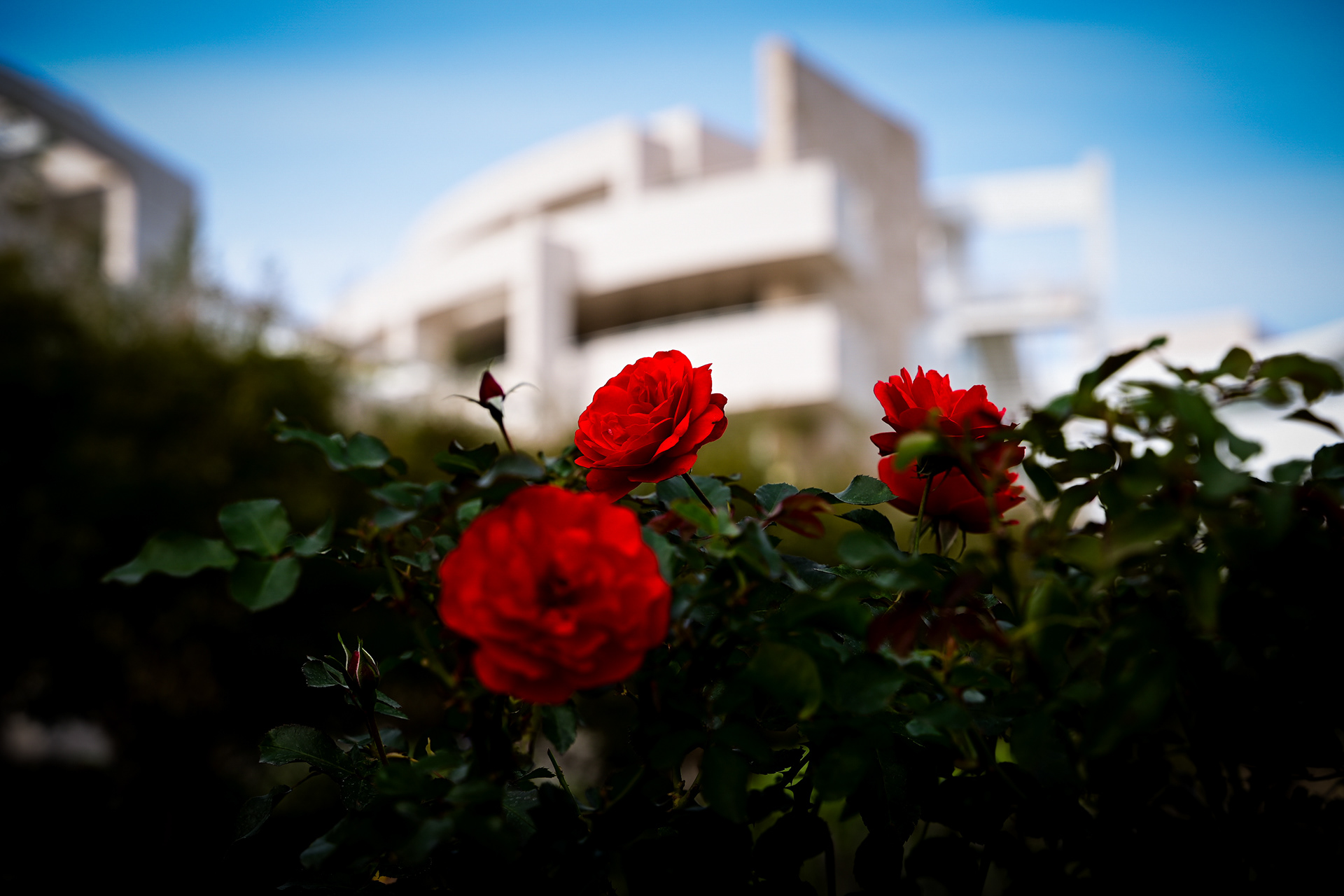 11/10/2023 Getty Center Blue and Red