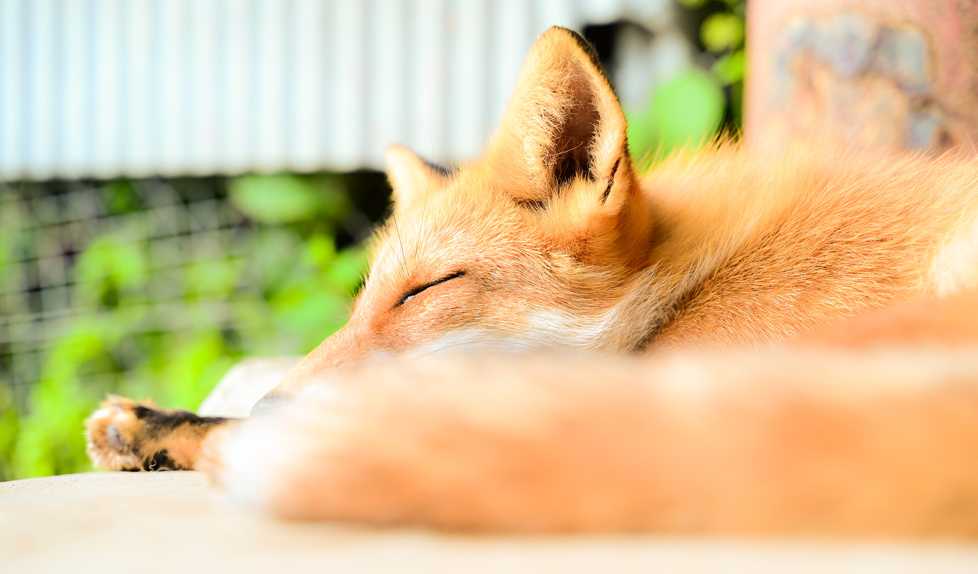 08/01/2023 Kitsune Fox