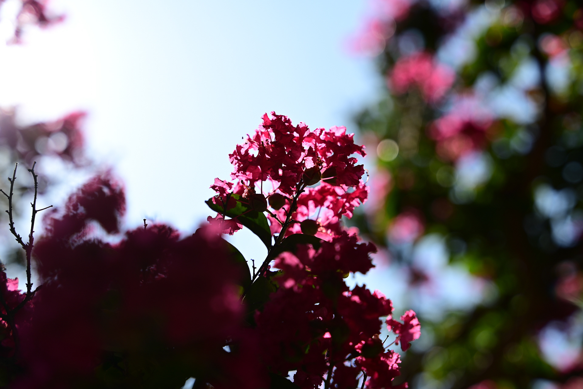 09/05/2023 Flower