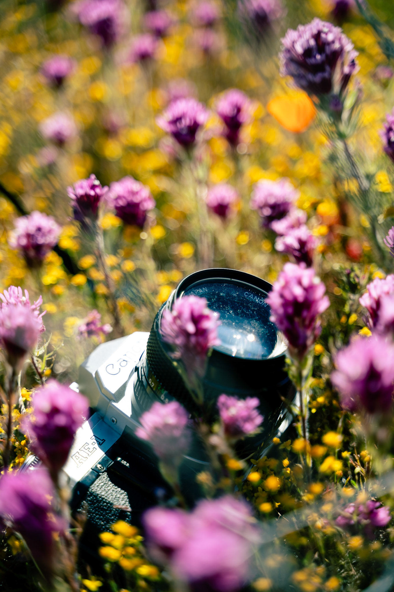 04/16/24 Poppies