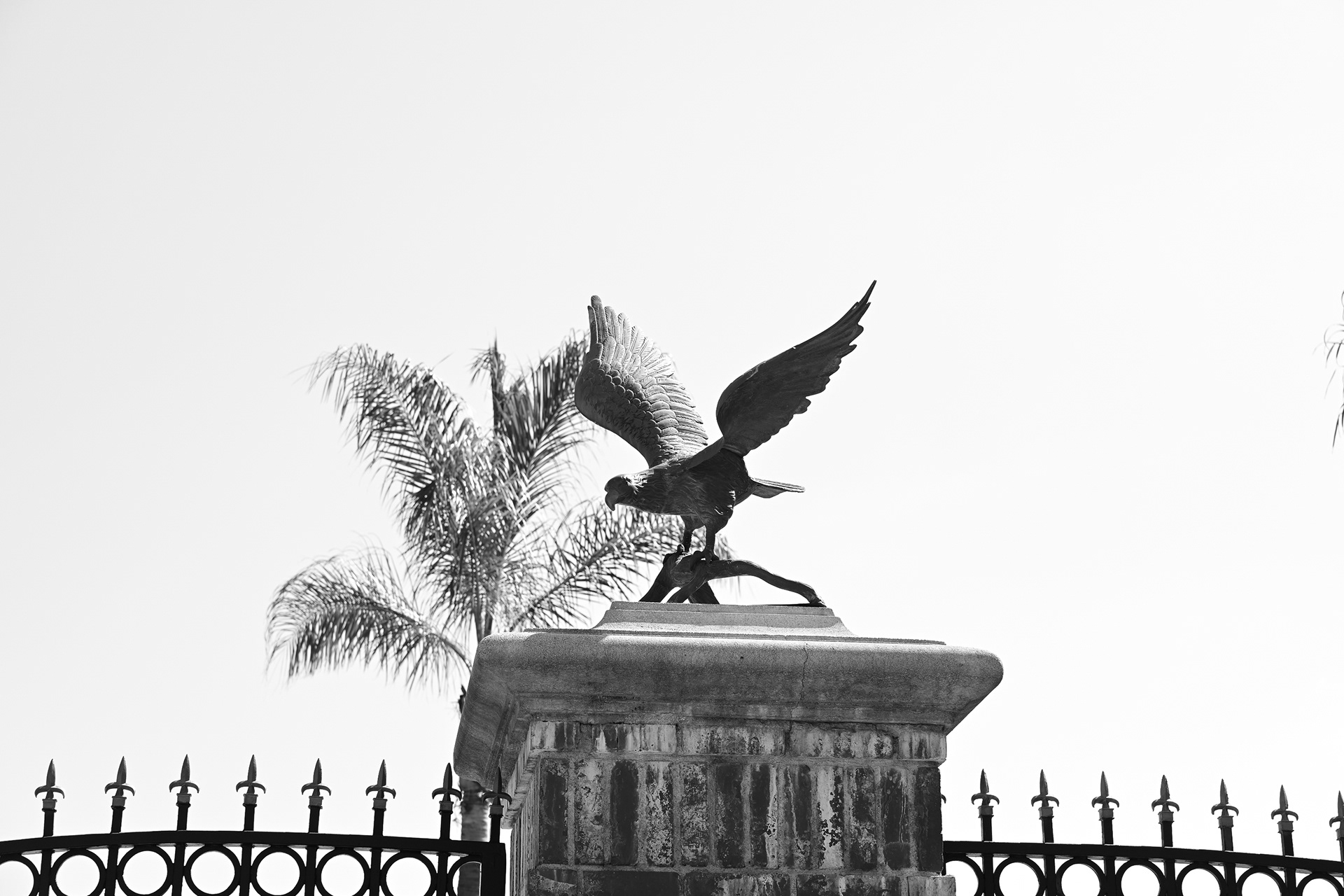 09/05/2023 LA Flying Bird