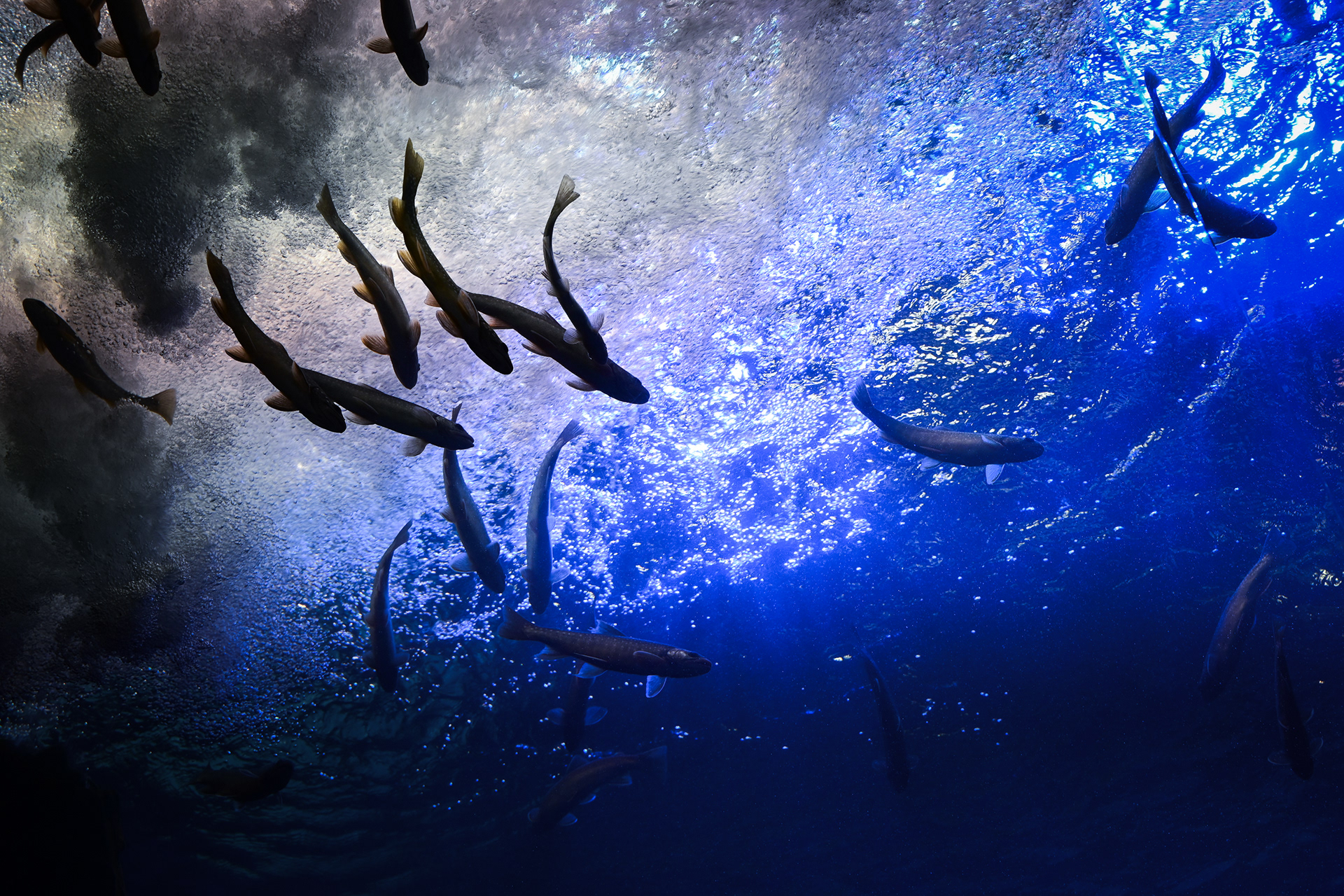 08/01/2023 Aquarium