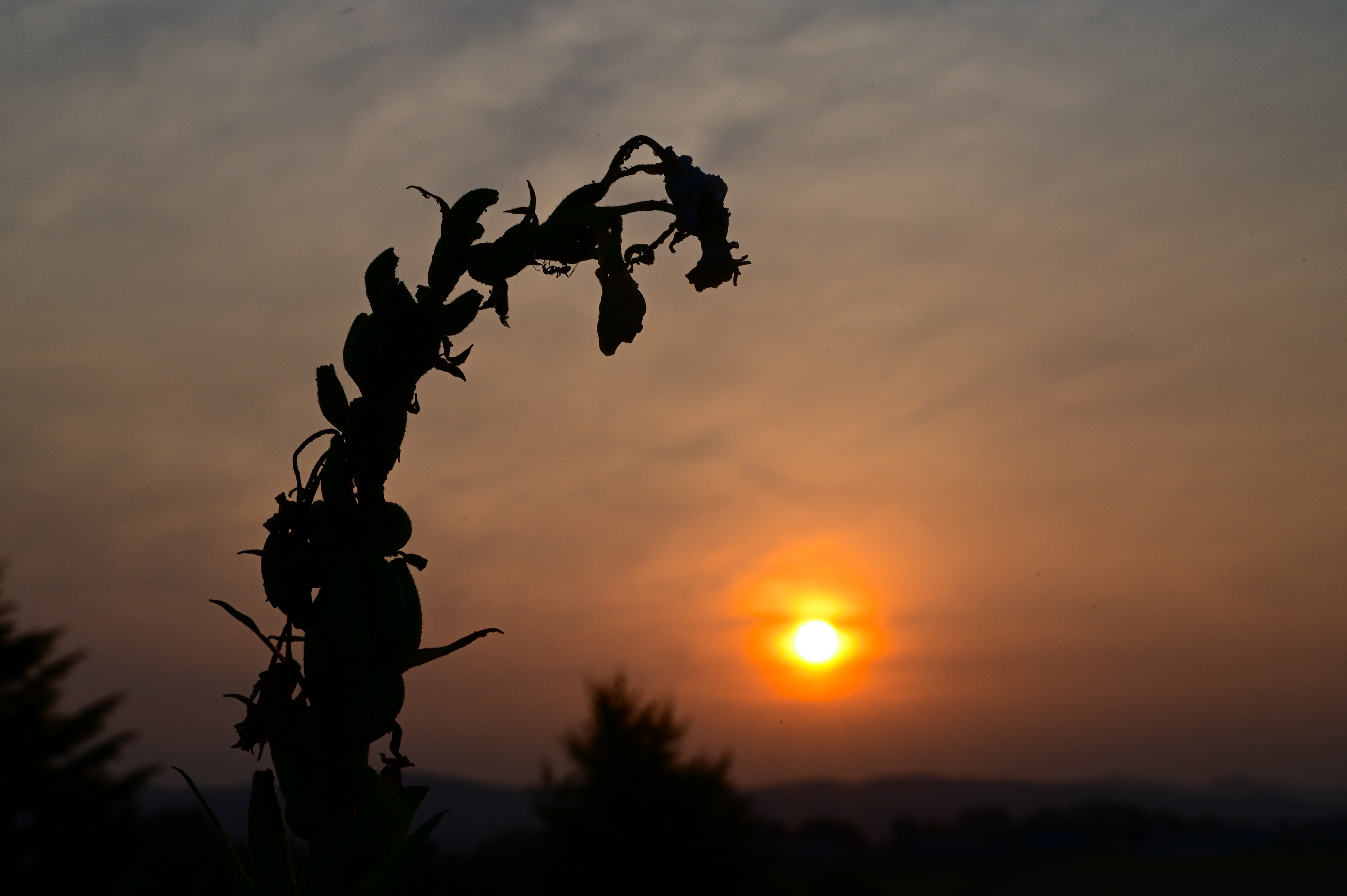 07/22/2023 Hokkaido Sun Drop