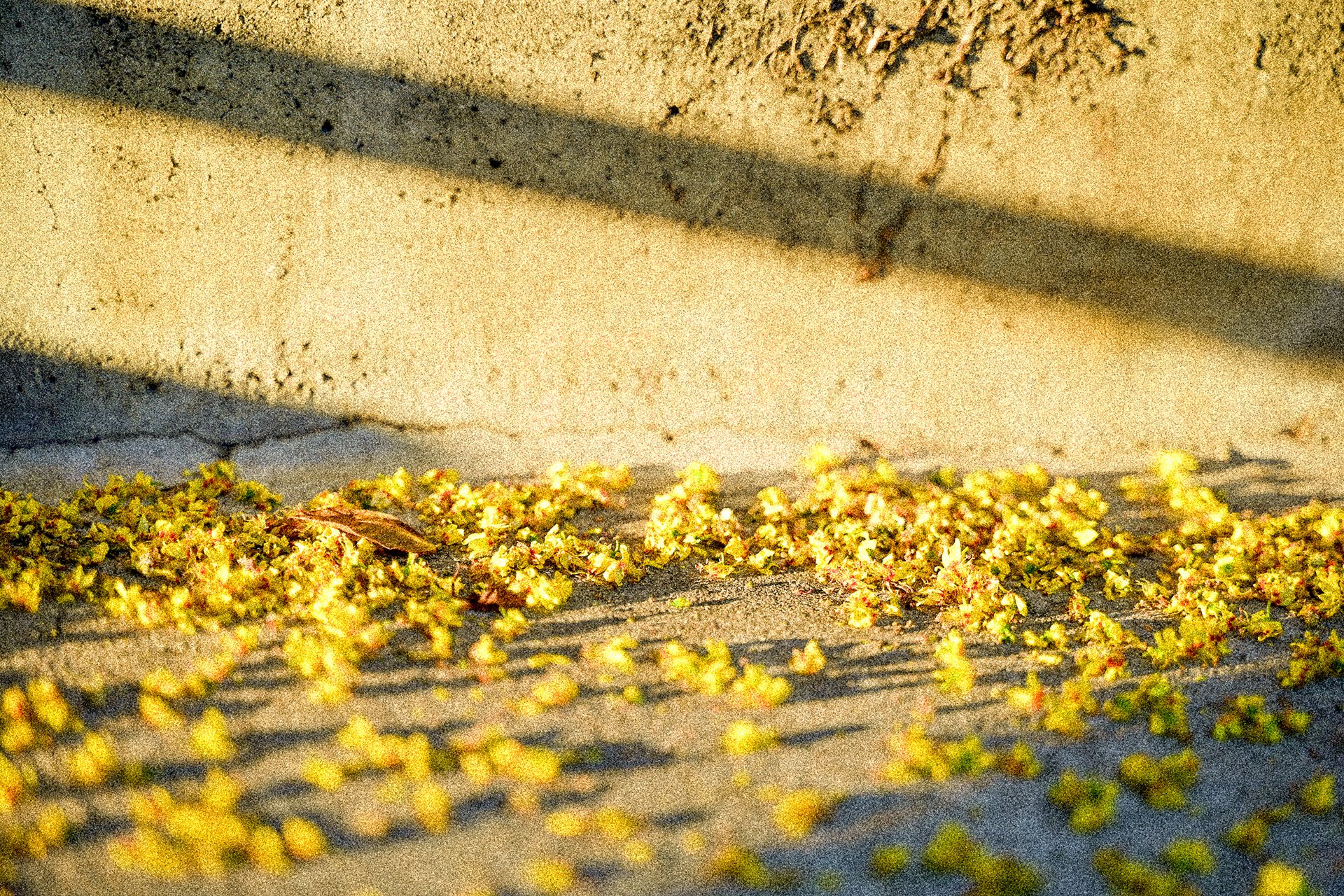 10/13/2023 falling little flowers