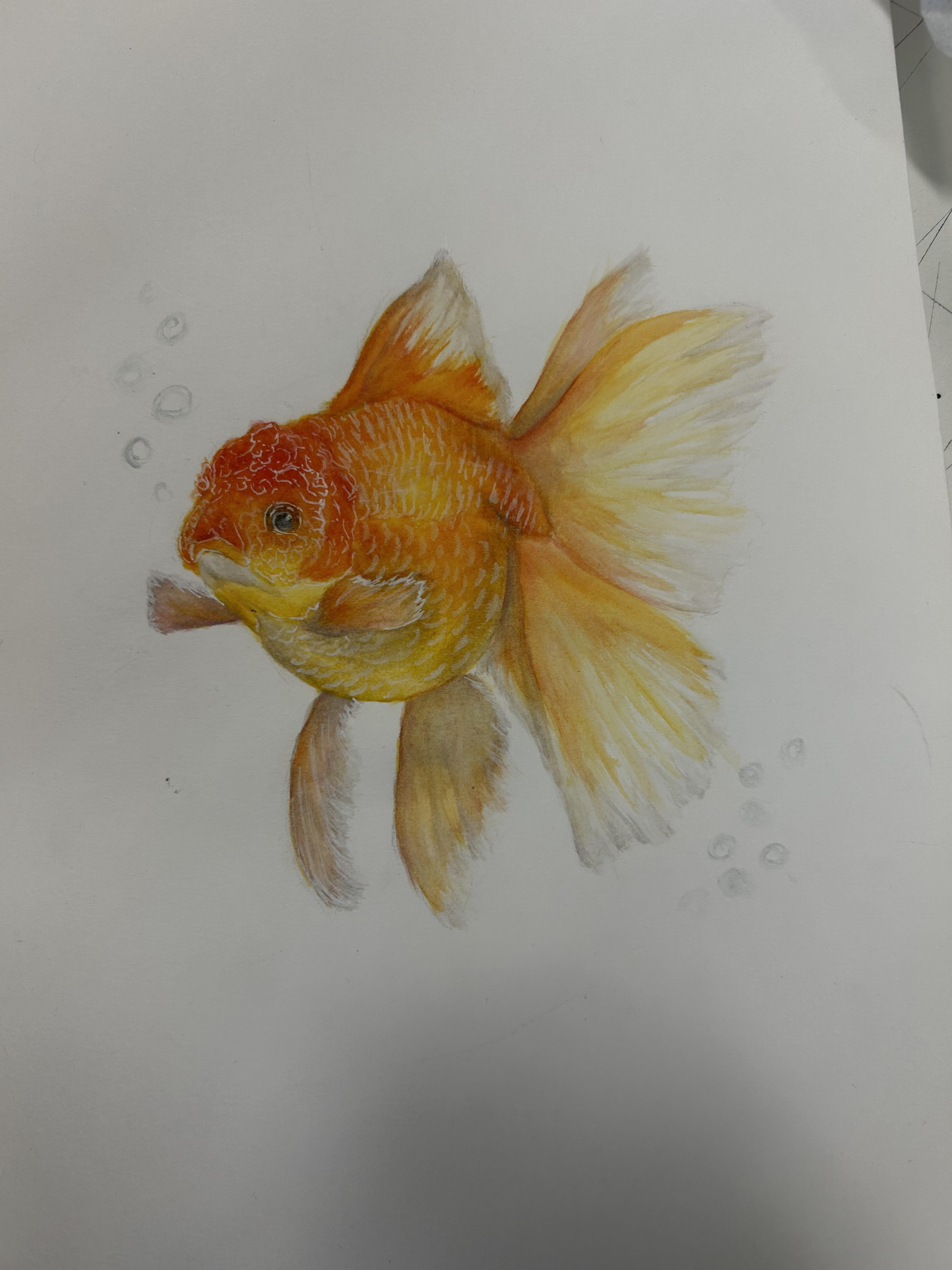 Goldfish (2023) - Watercolour
